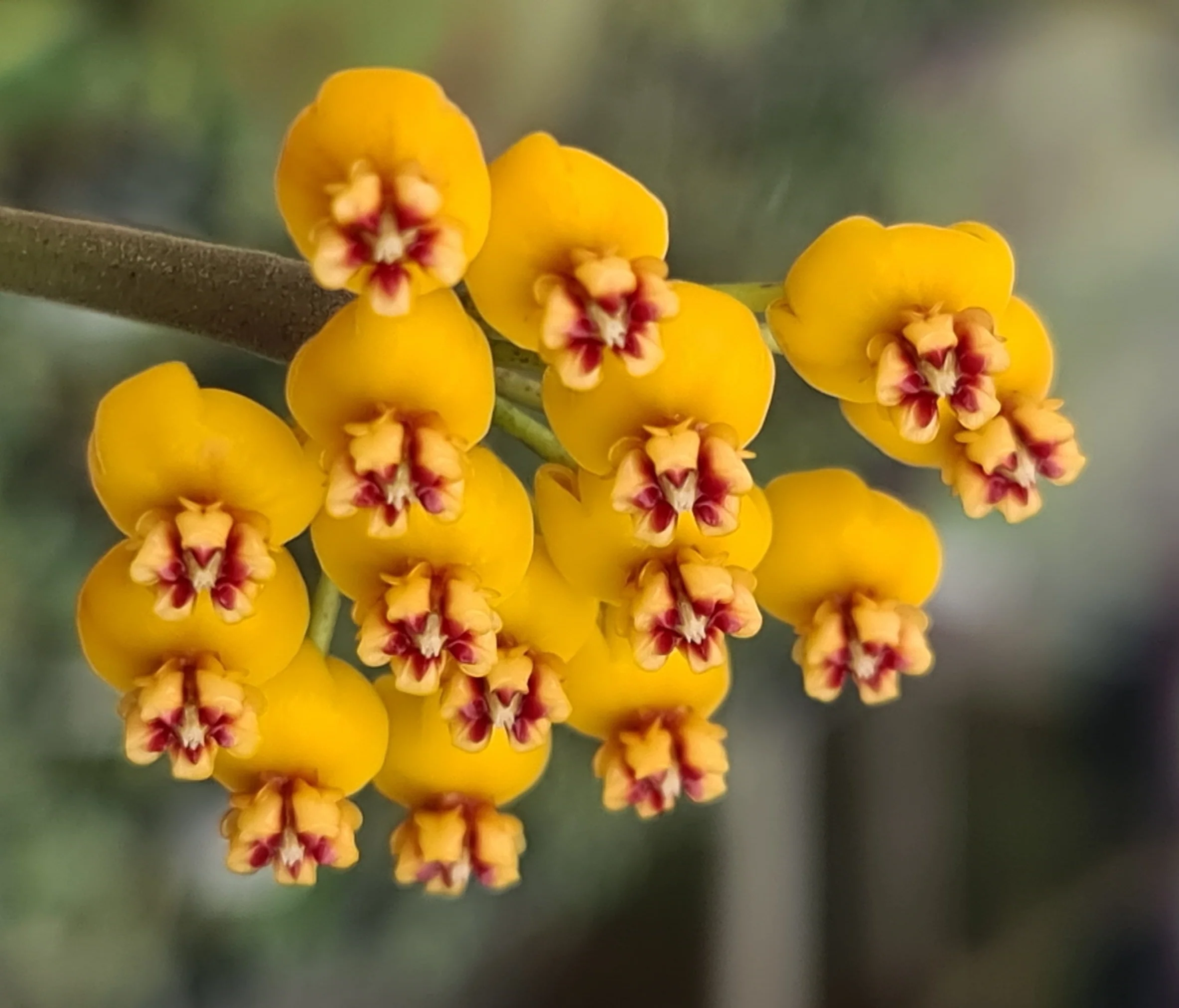 Hoya waymaniae 'Borneo' - H201 - Image 4