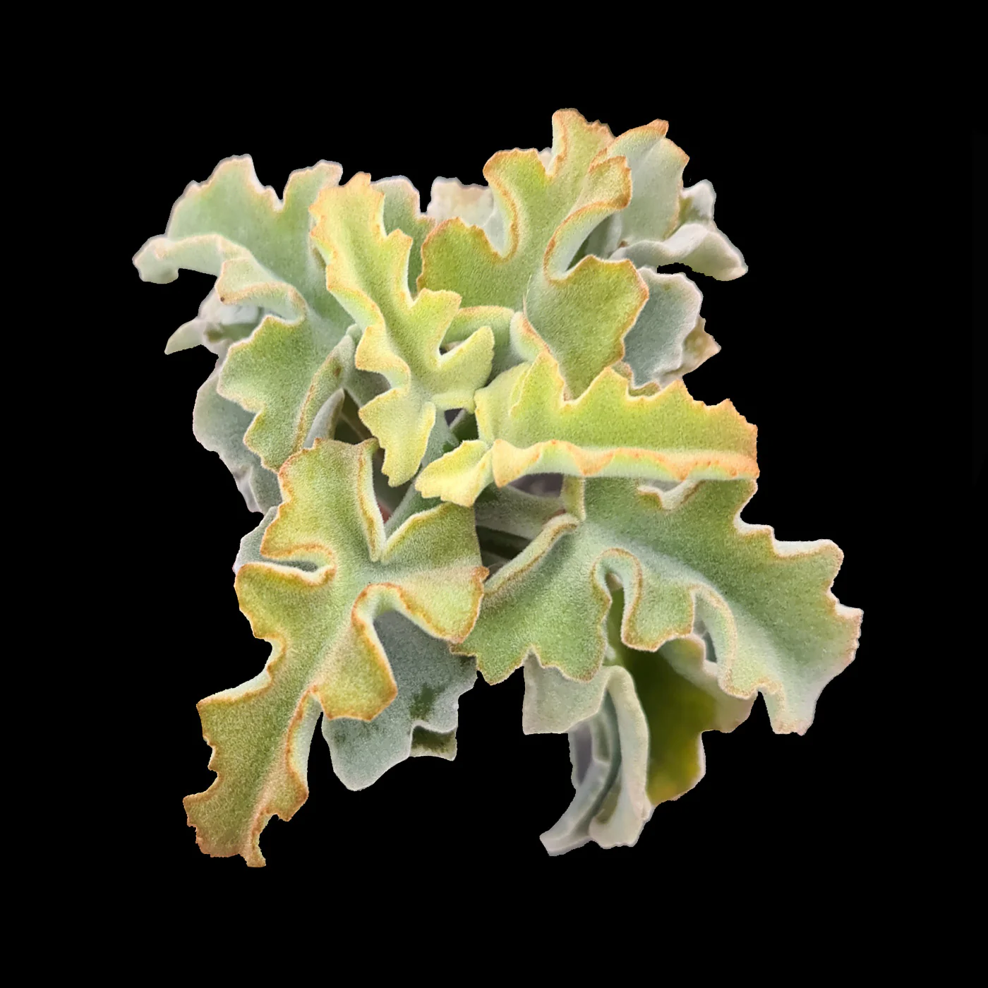 Kalanchoe beharensis 'Maltese Cross'