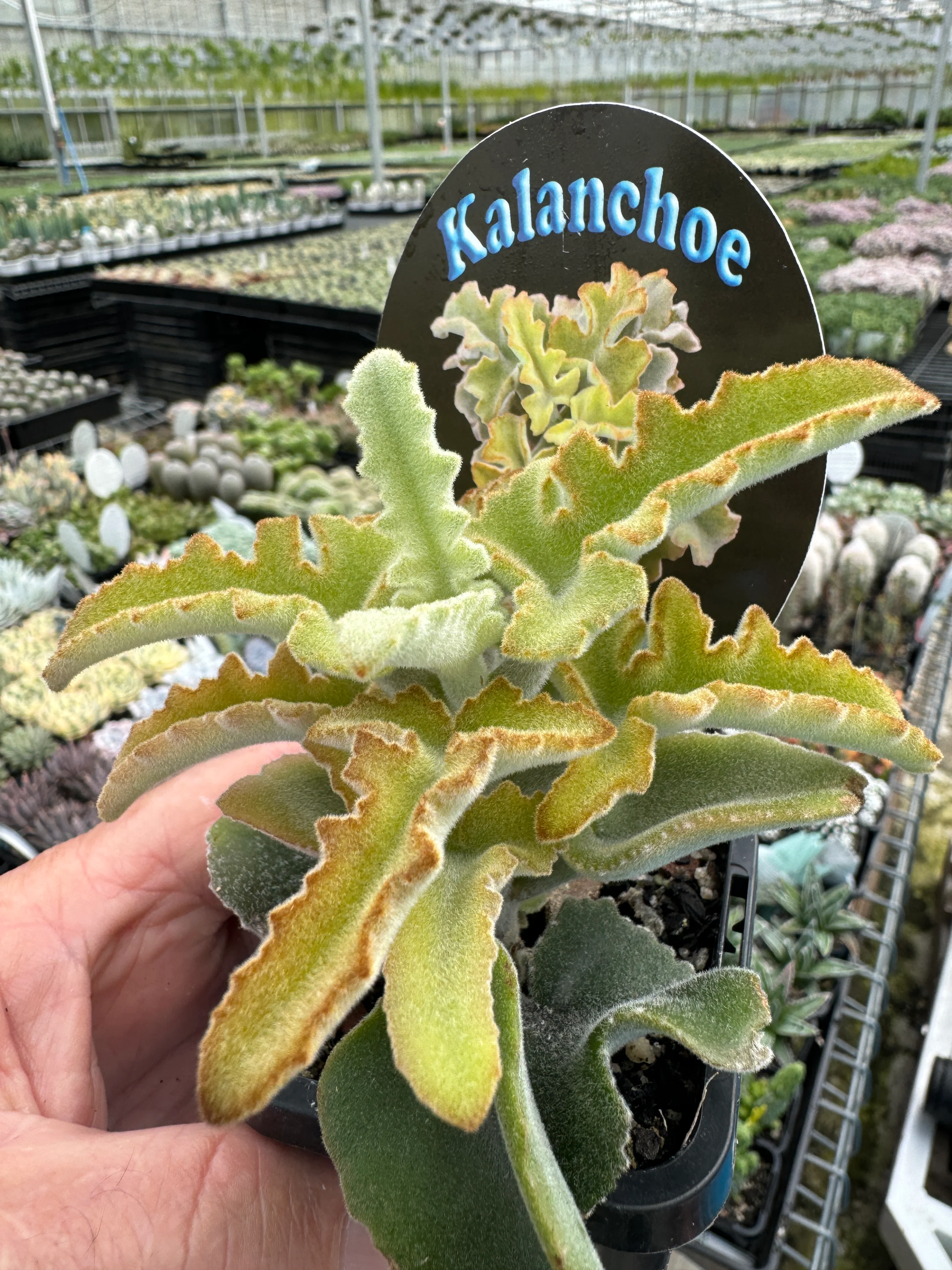Kalanchoe beharensis 'Maltese Cross' - Image 2