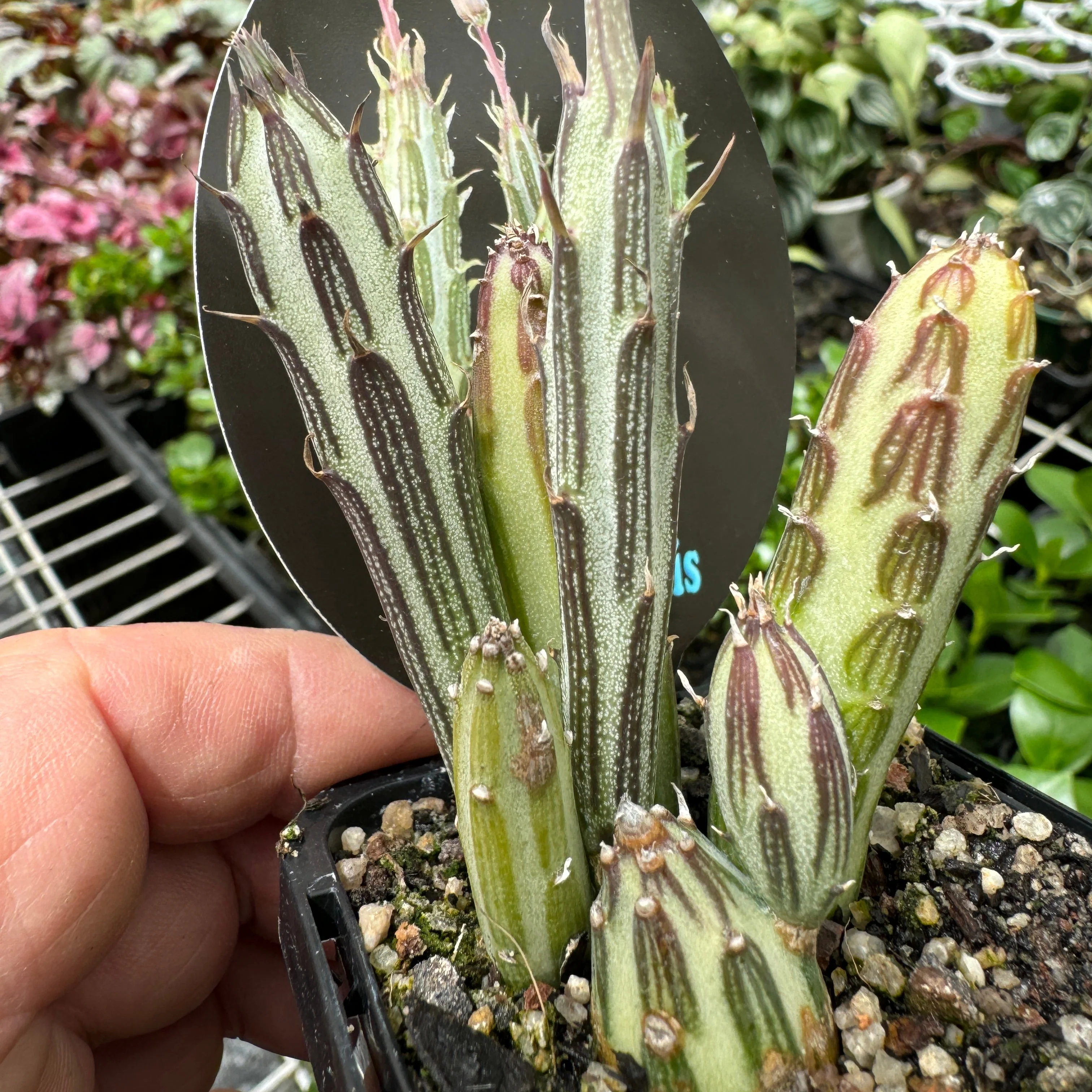 Kleinia stapeliiformis - Image 2