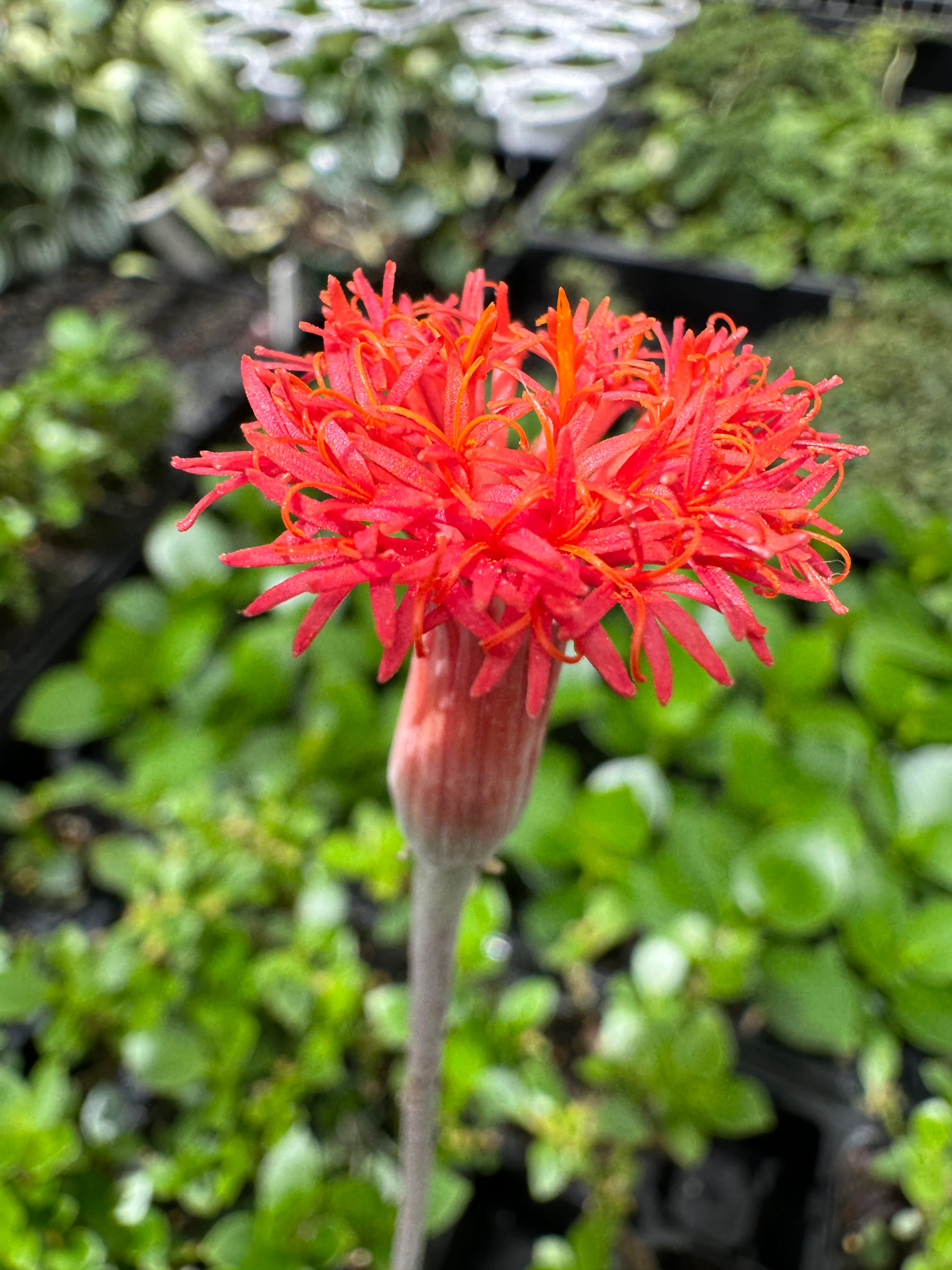 Kleinia stapeliiformis - Image 4