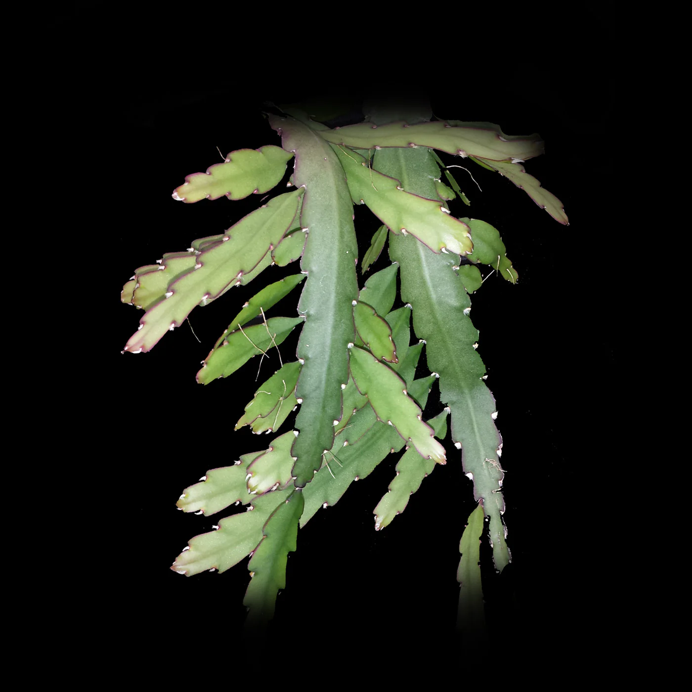 Lepismium cruciforme var. anceps - Mistletoe Cactus