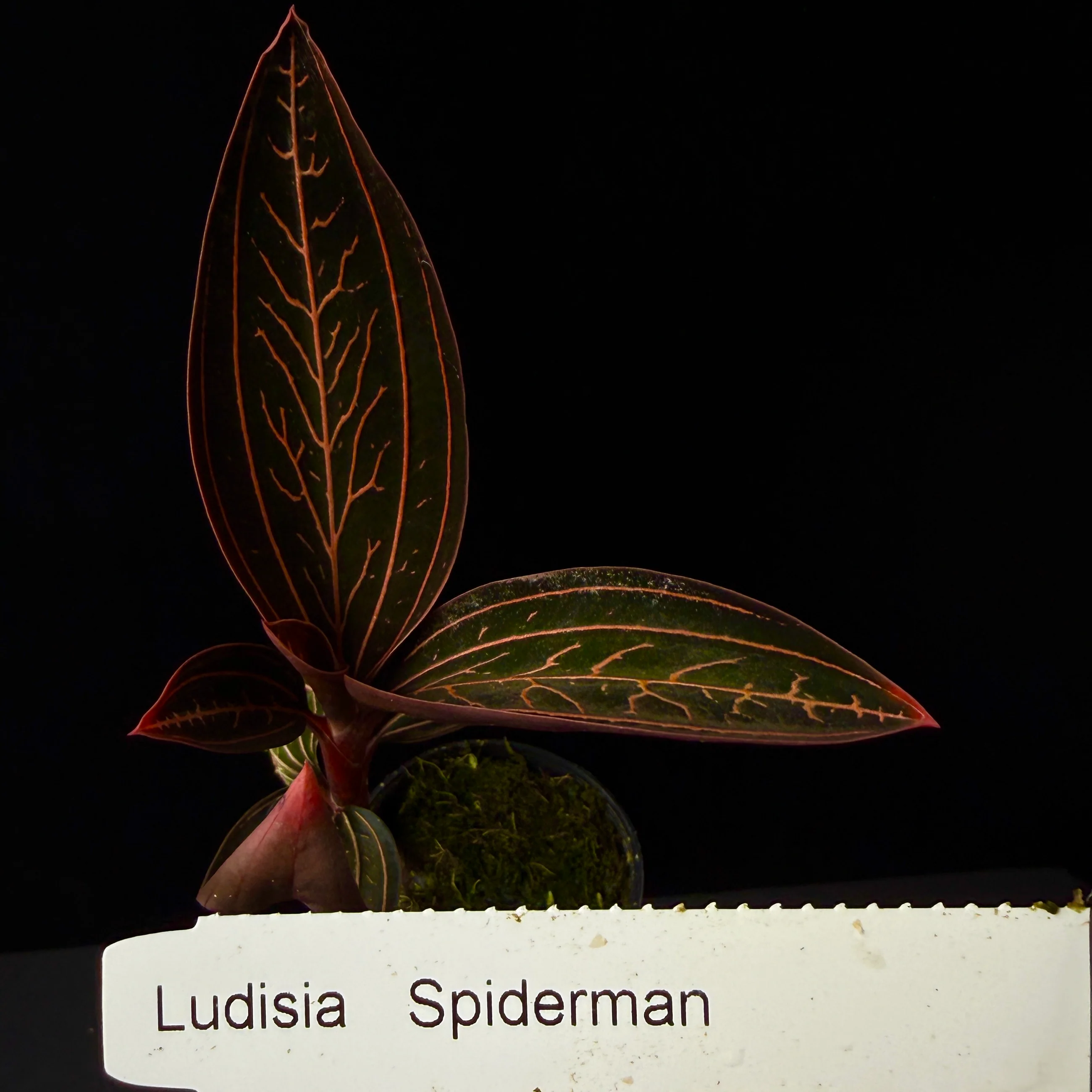 Ludisia discolor 'Spiderman' - Image 4