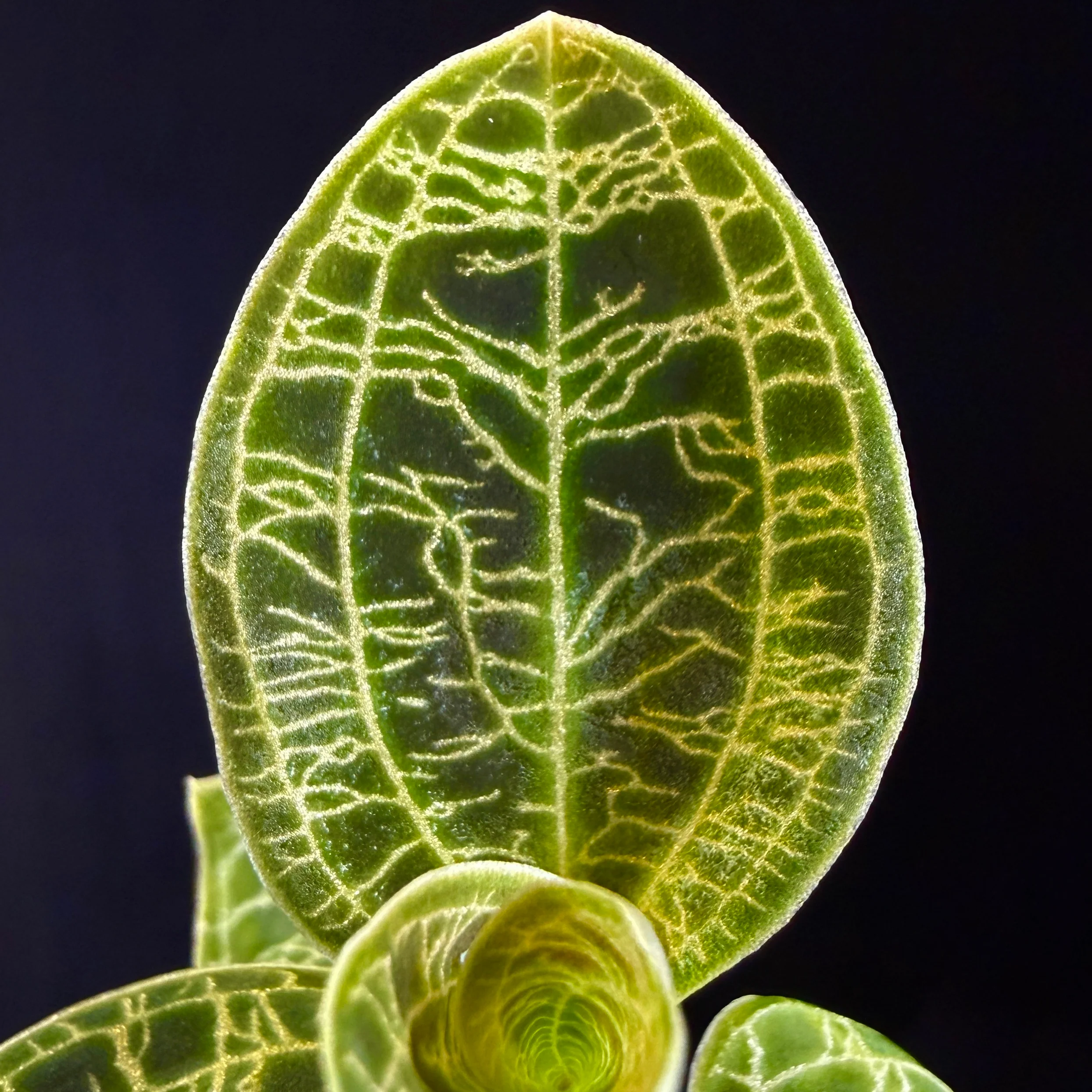 Macodes petola - Image 2