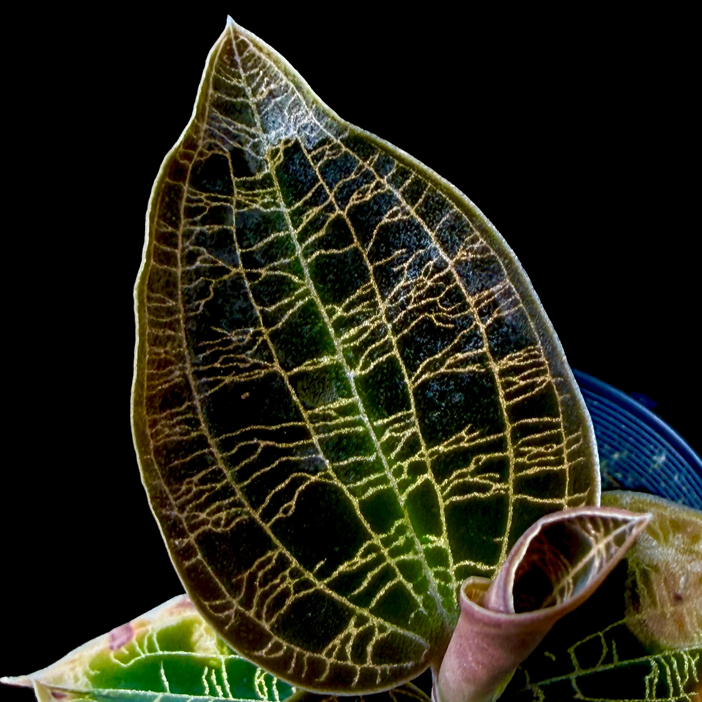 Macodes petola 'Dark Form' - Image 2
