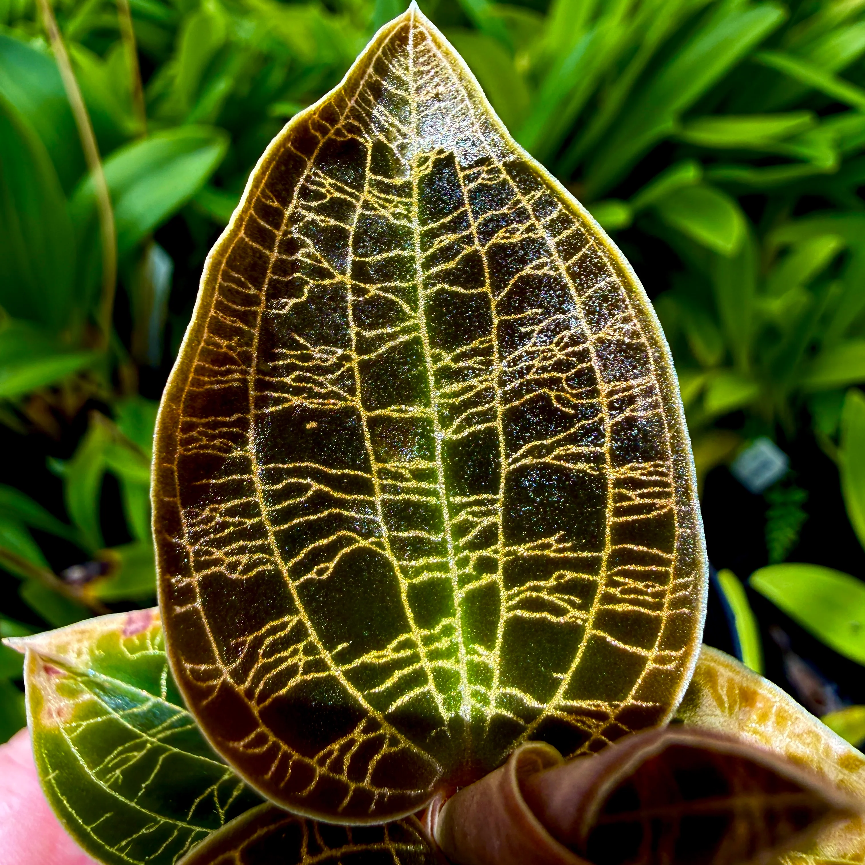 Macodes petola 'Dark Form' - Image 3