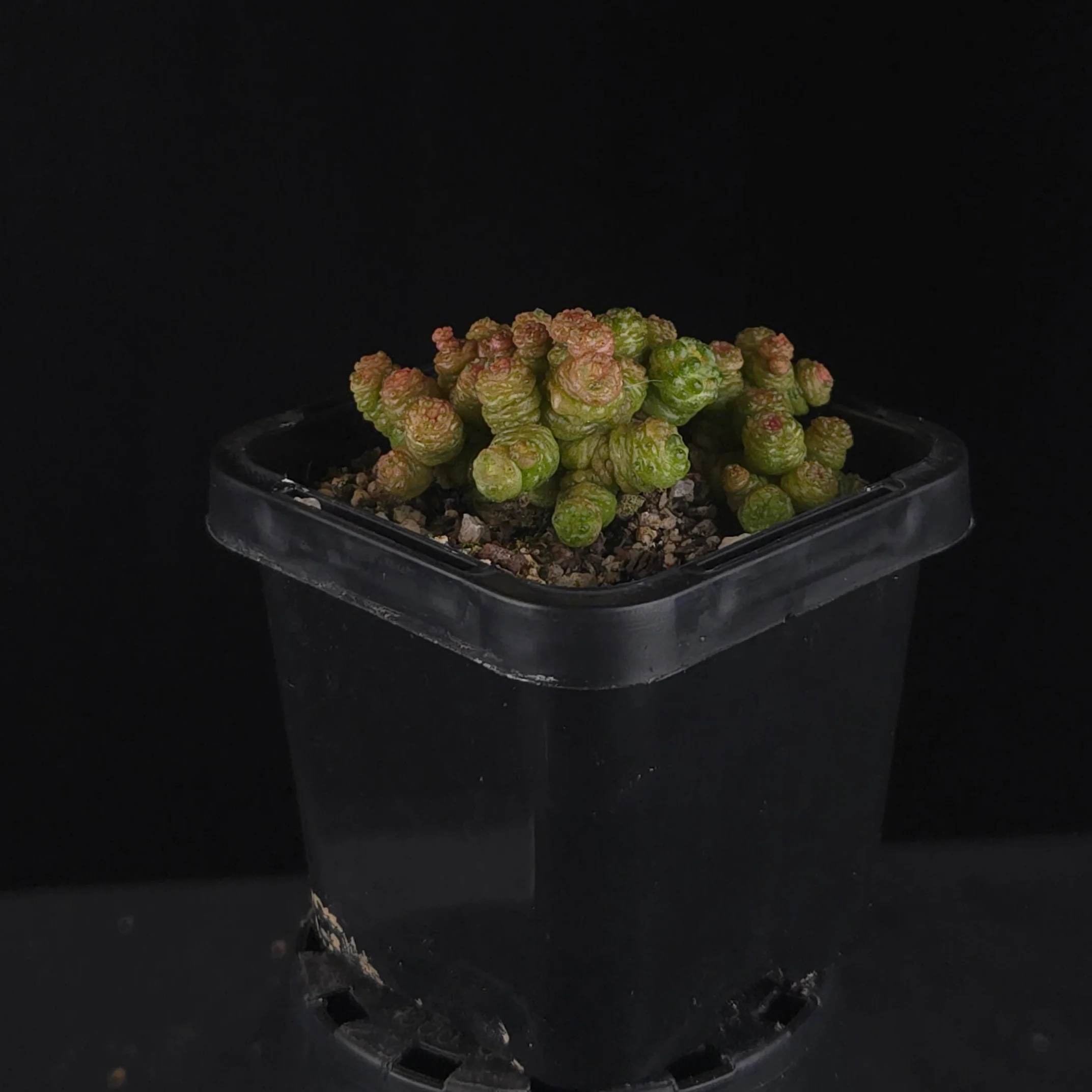 Mammillaria bocasana 'Corona'