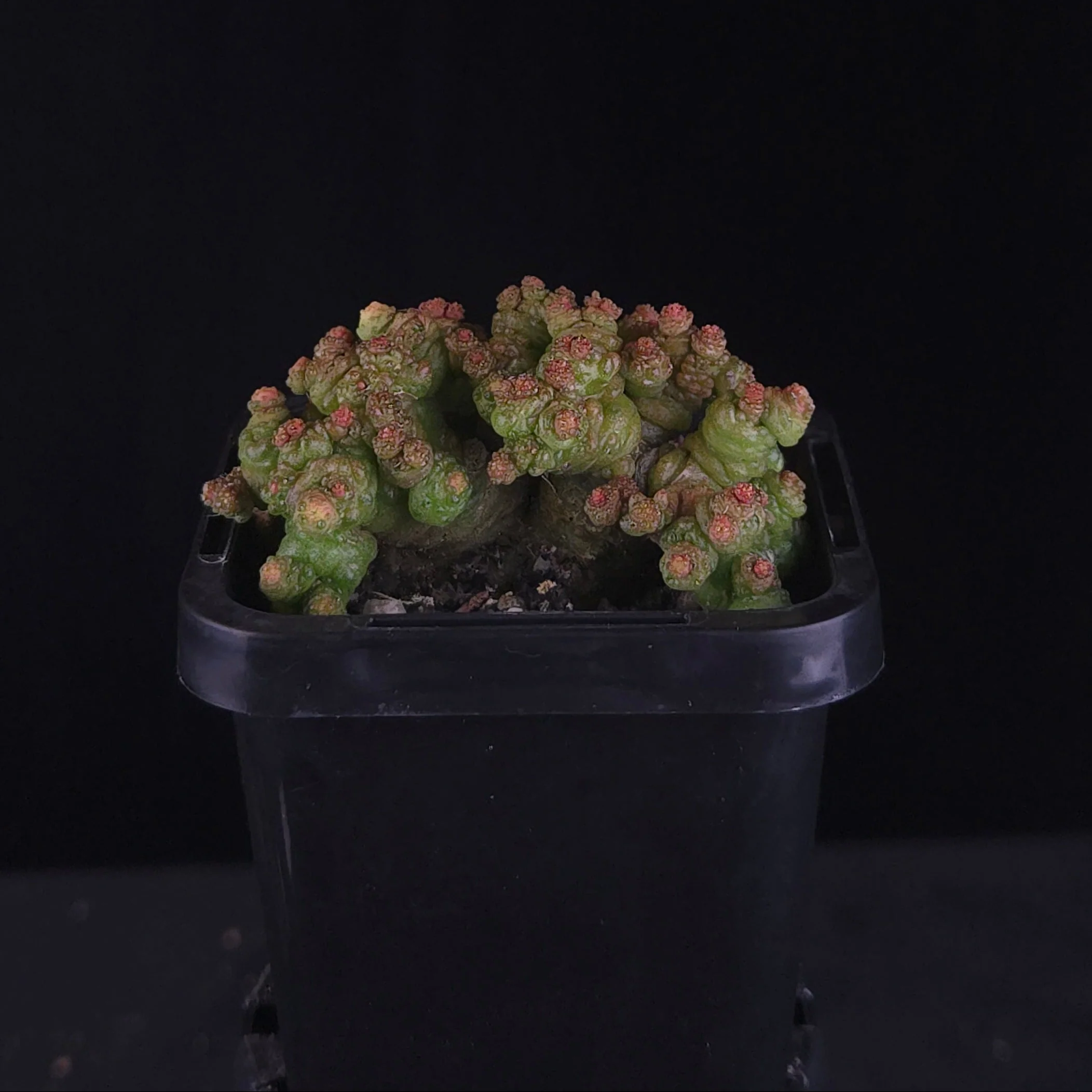 Mammillaria bocasana 'Corona' - Image 2