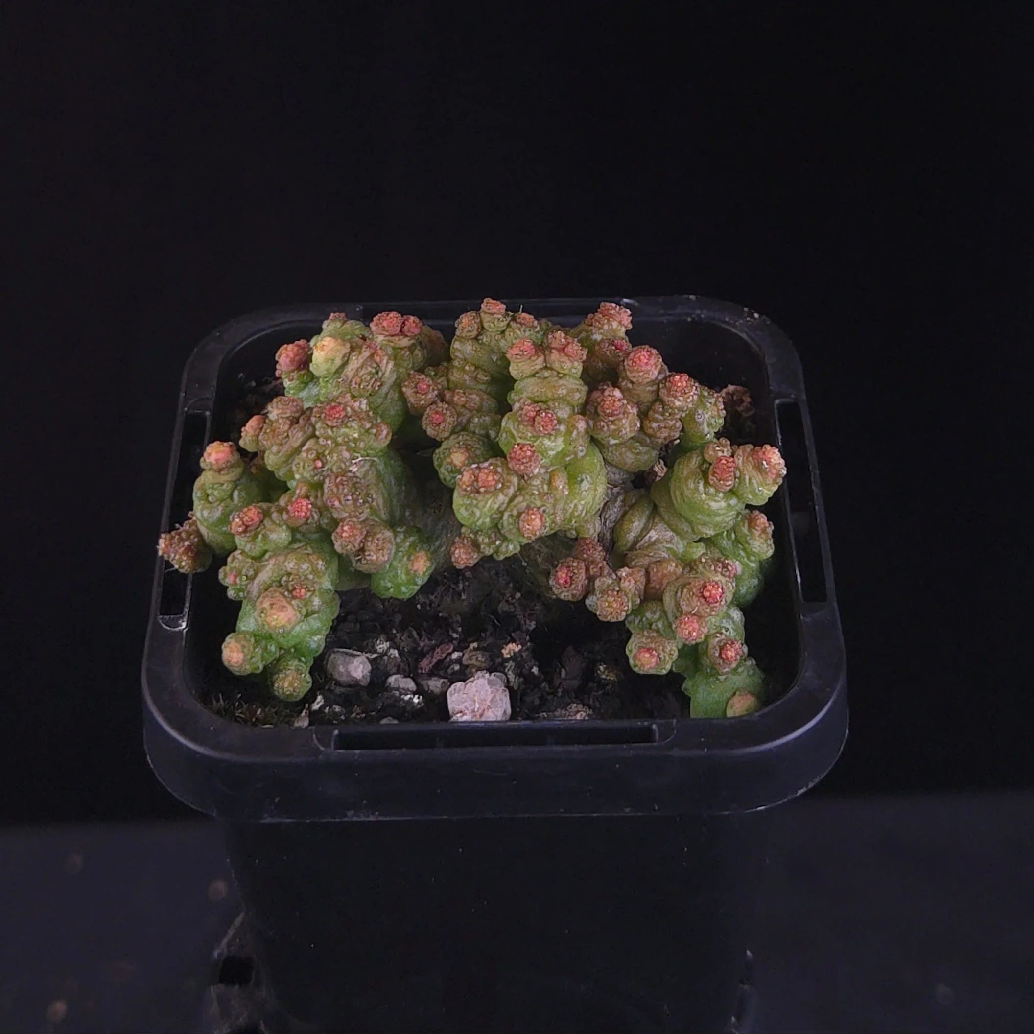 Mammillaria bocasana 'Corona' - Image 3