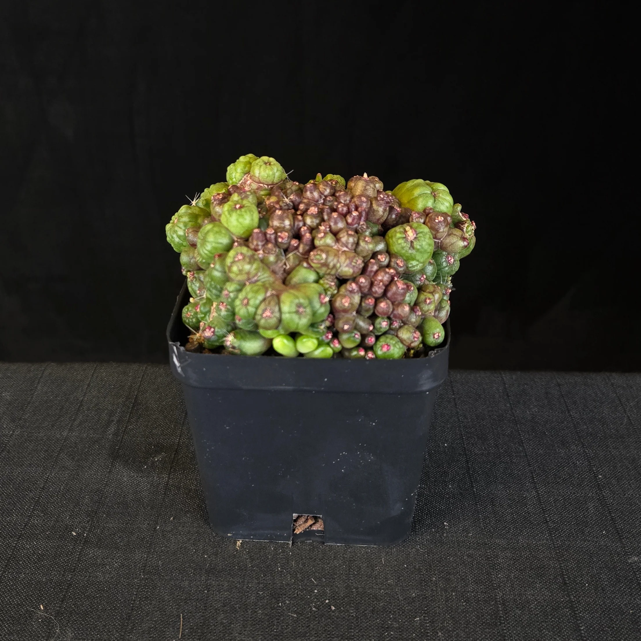 Mammillaria bocasana ‘Fred’ – Large Mature Specimen (One Only)