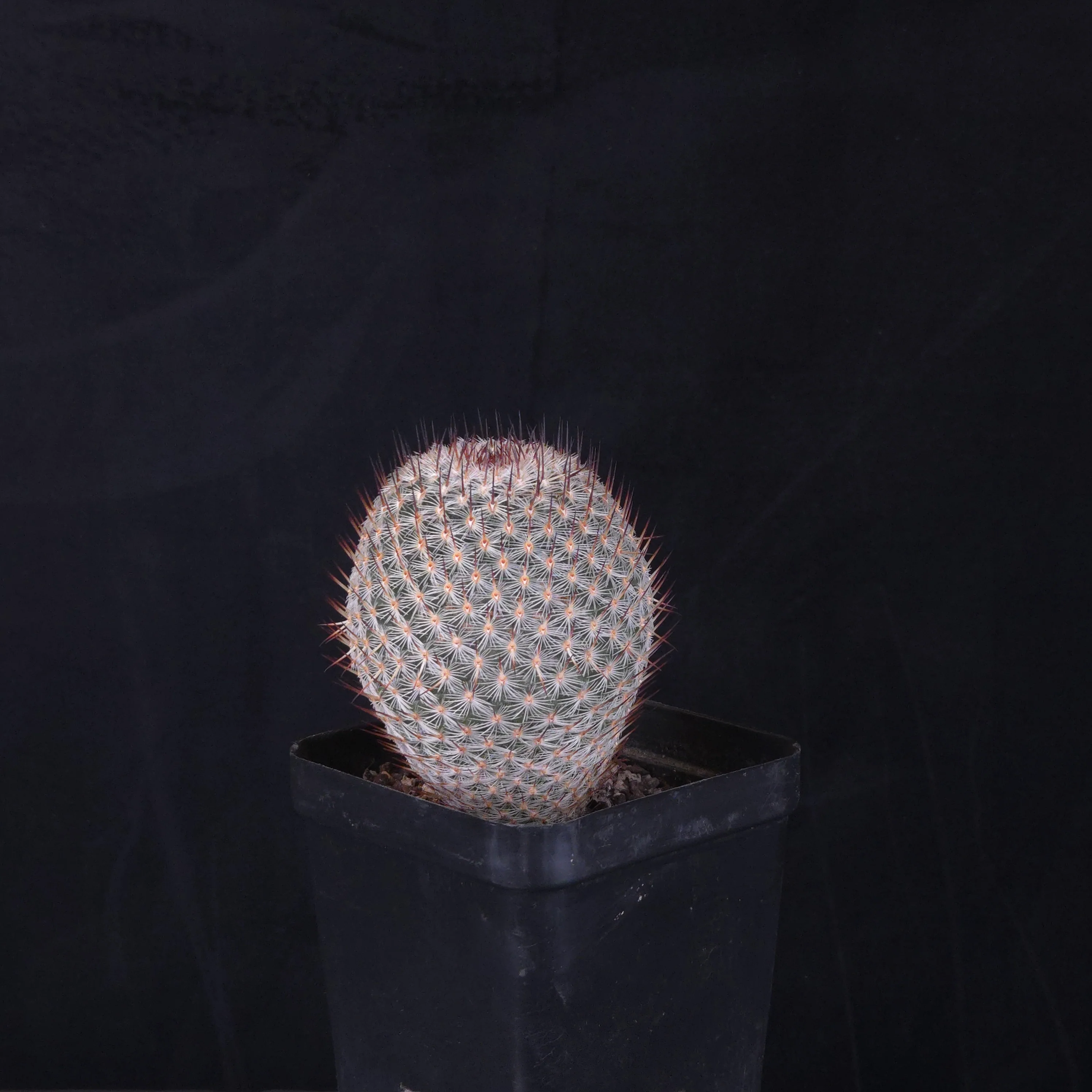 Mammillaria geminispina (elegans form) - Image 2
