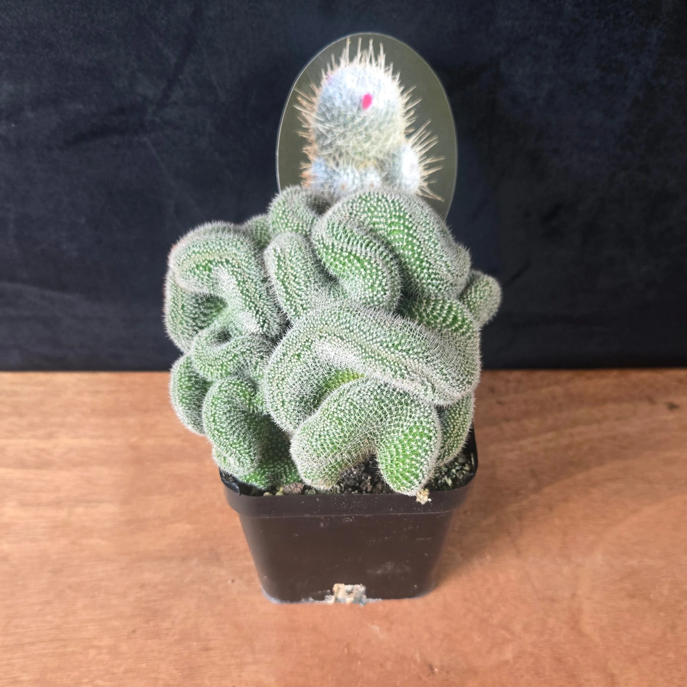 Mammillaria geminispina 'Cristata' – Crested Twin Spine Cactus - Image 4