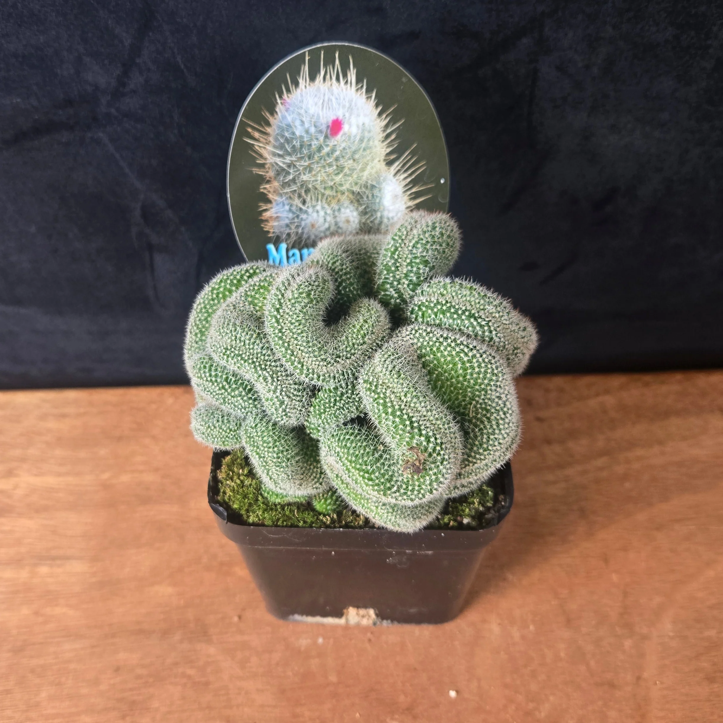 Mammillaria geminispina 'Cristata' – Crested Twin Spine Cactus - Image 6