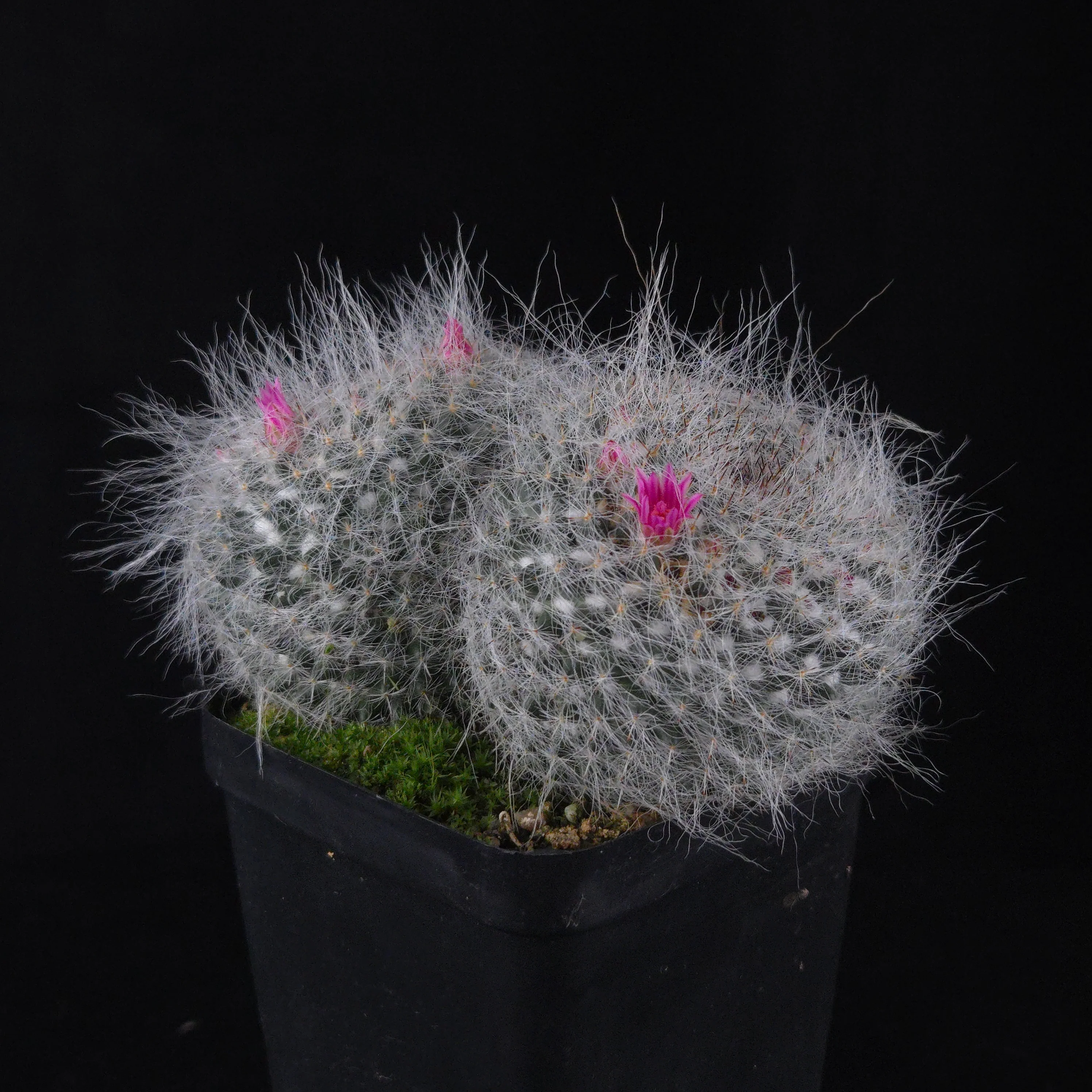 Mammillaria hahniana – Double Headers