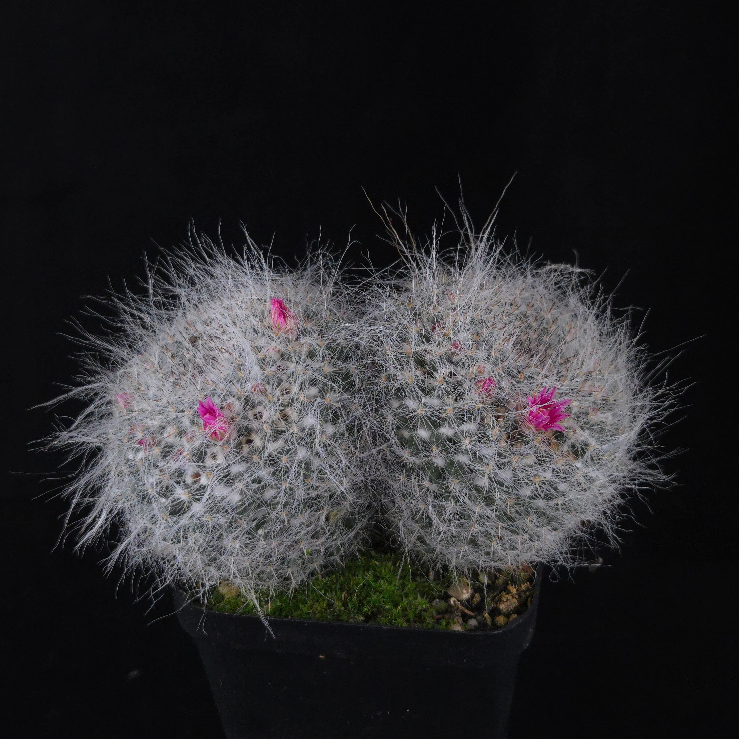 Mammillaria hahniana – Double Headers - Image 2