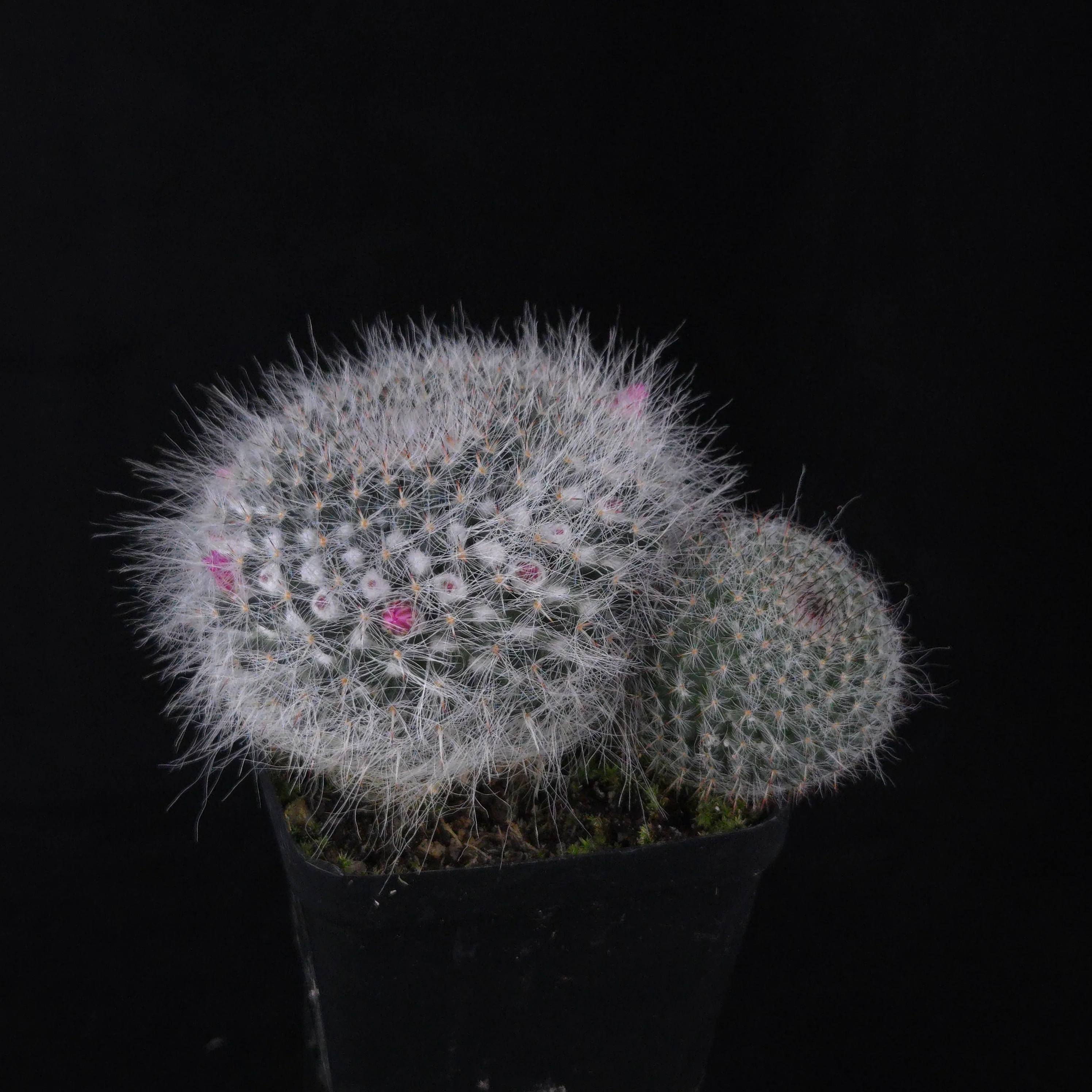 Mammillaria hahniana – Double Headers - Image 3