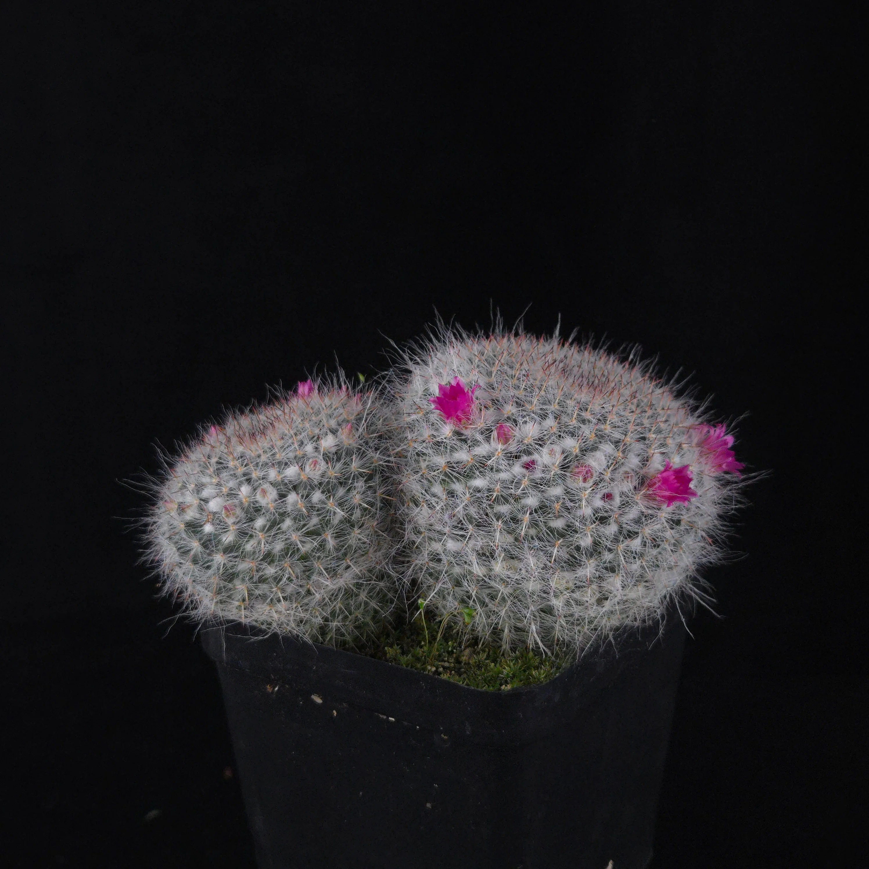 Mammillaria hahniana – Double Headers - Image 4