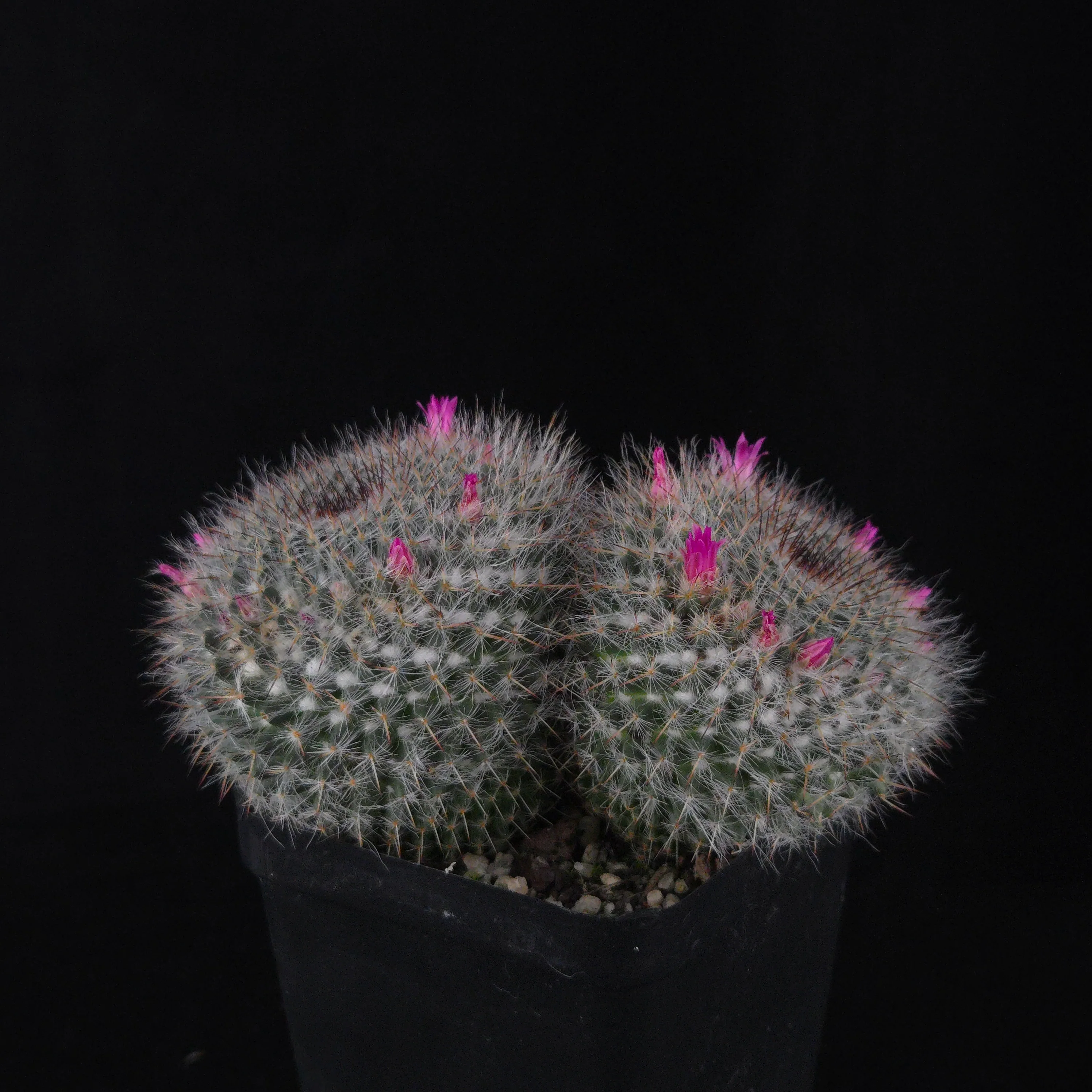 Mammillaria hahniana – Double Headers - Image 5