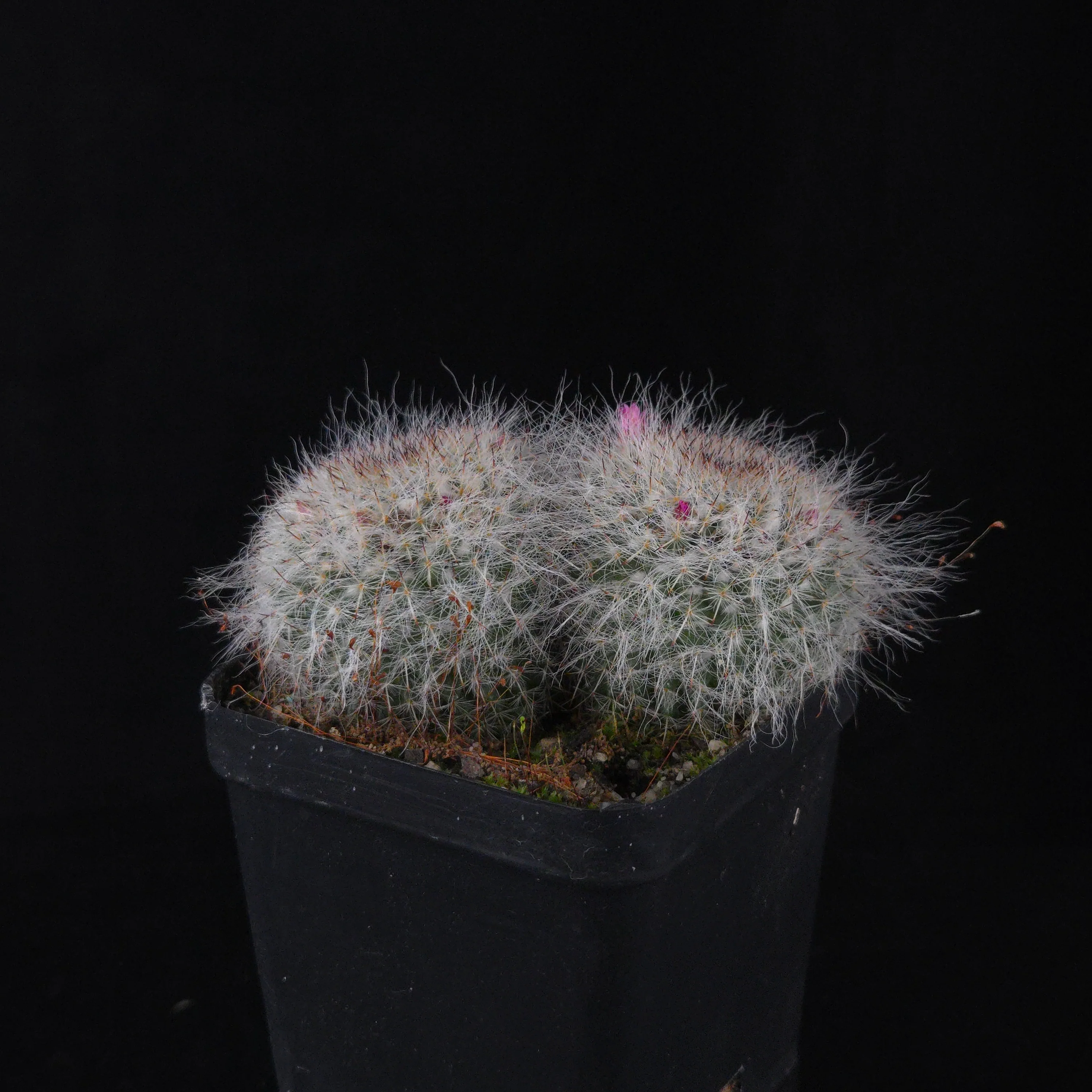 Mammillaria hahniana – Double Headers - Image 6
