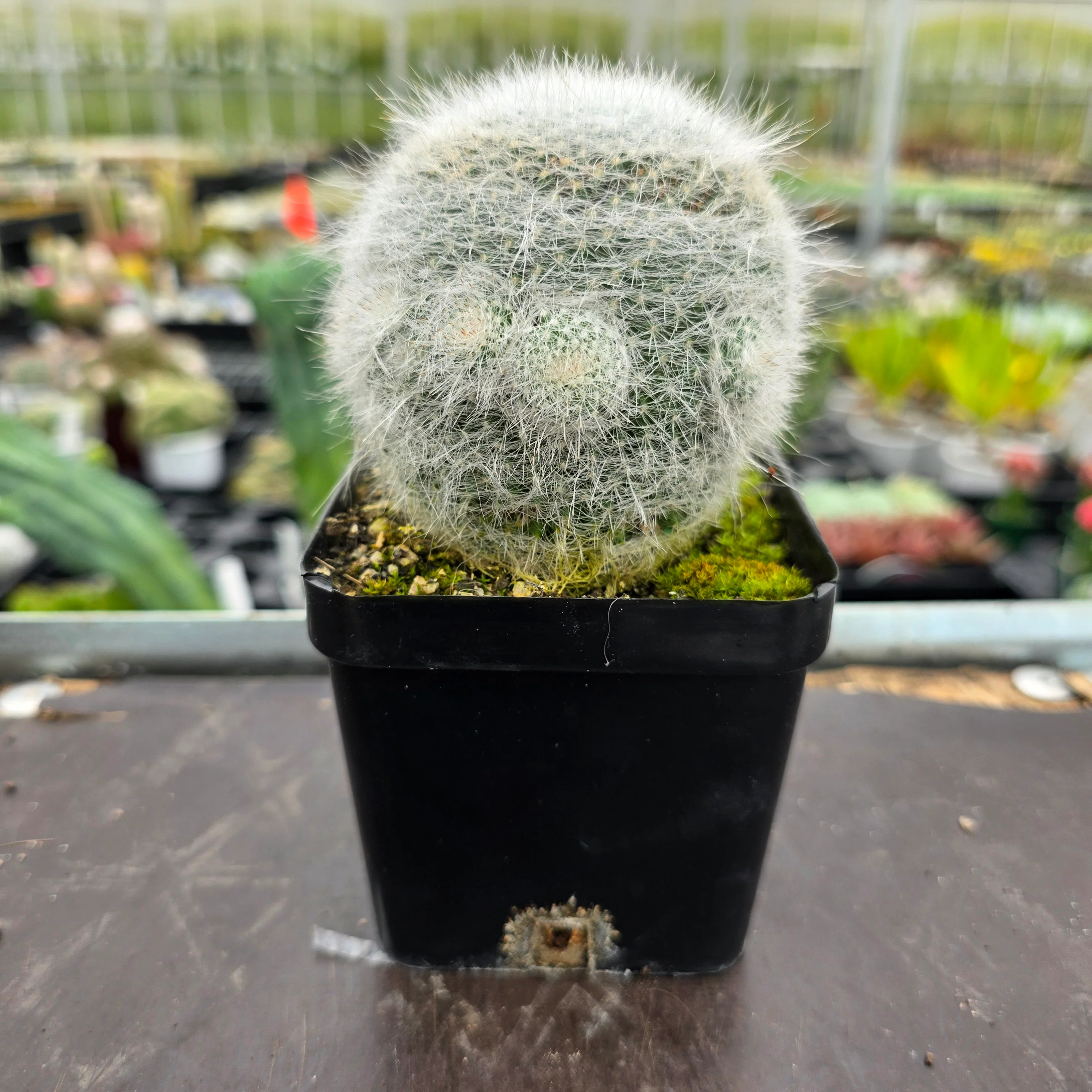 Mammillaria hahniana 'Superba' - Image 2
