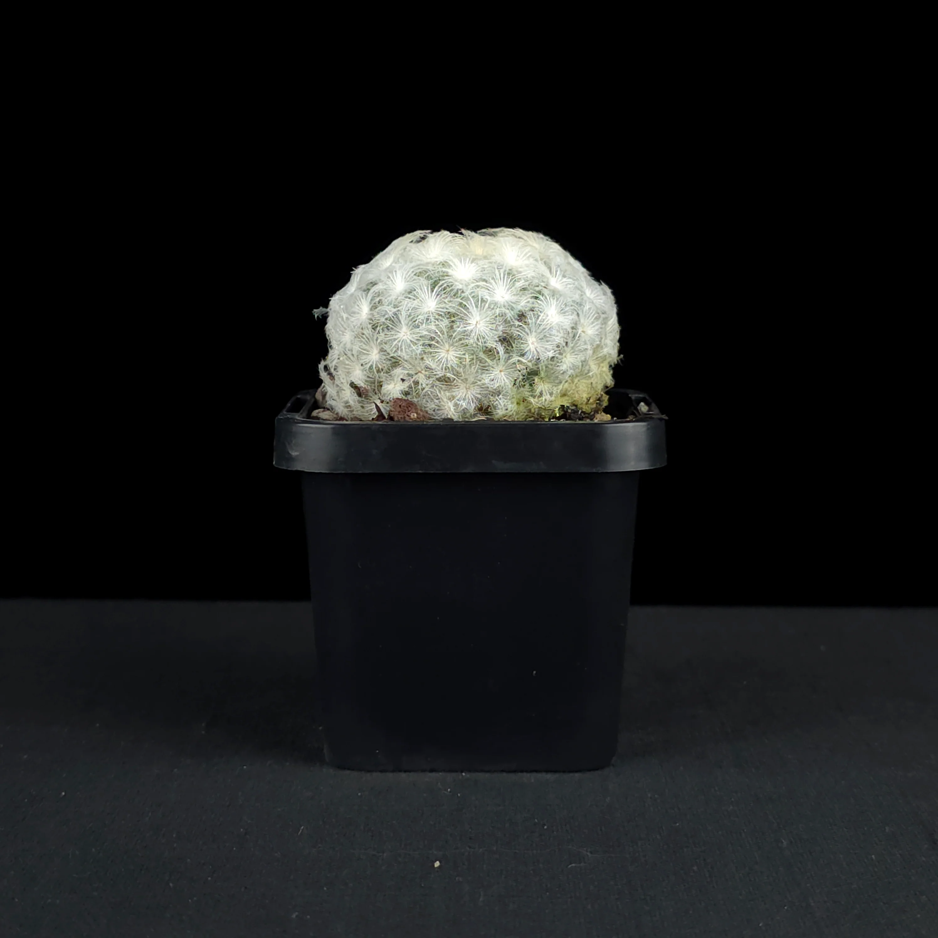 Mammillaria plumosa - Feather Cactus - Image 2