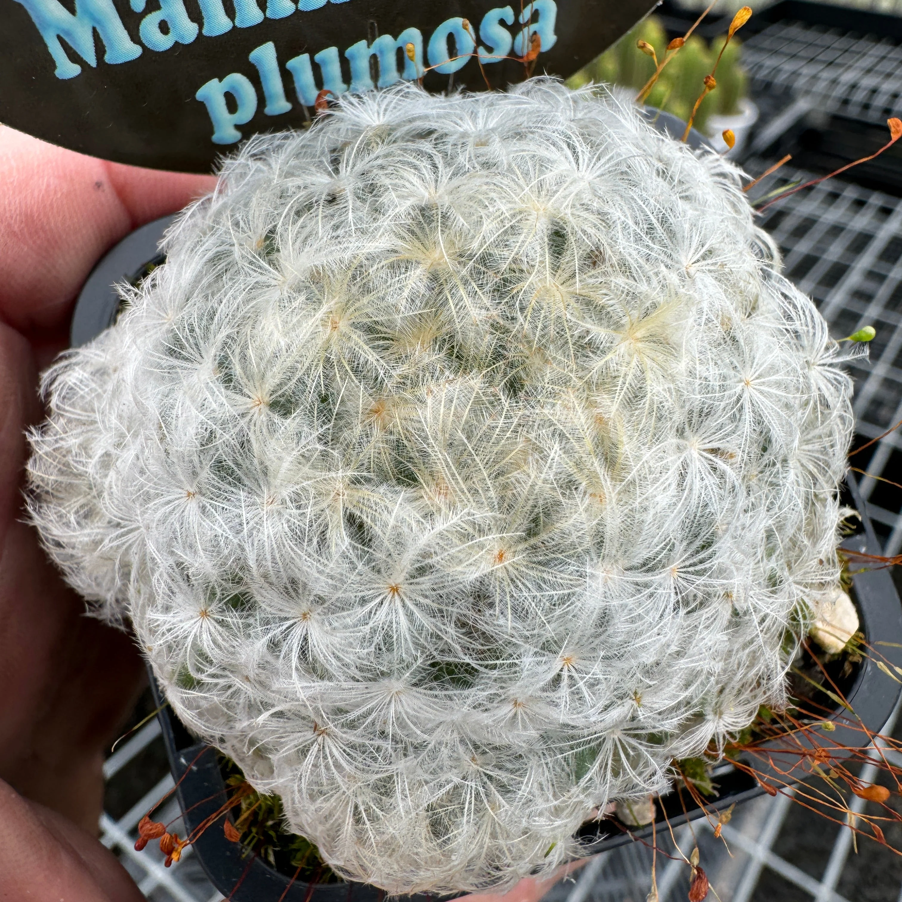 Mammillaria plumosa - Feather Cactus - Image 5