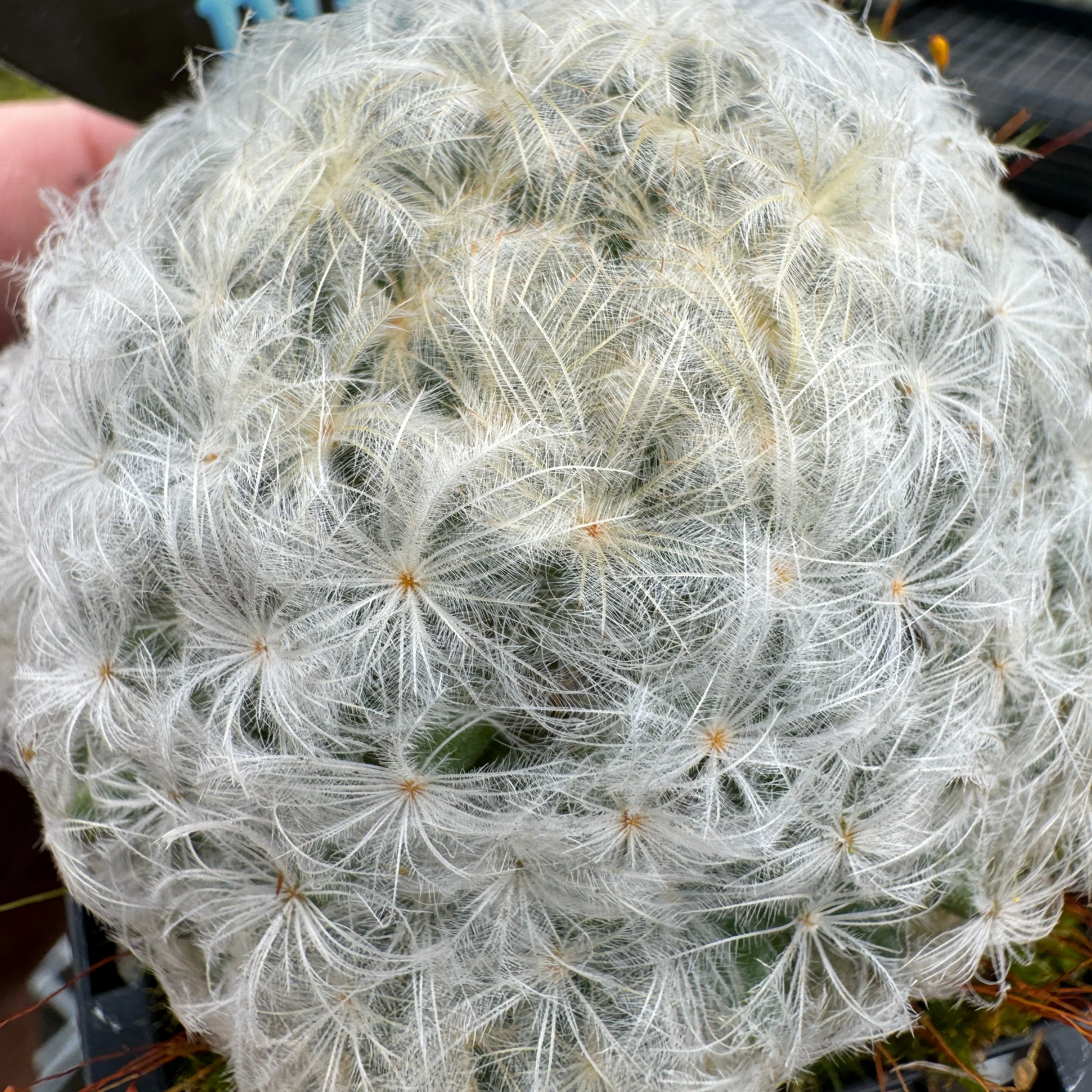 Mammillaria plumosa - Feather Cactus - Image 6