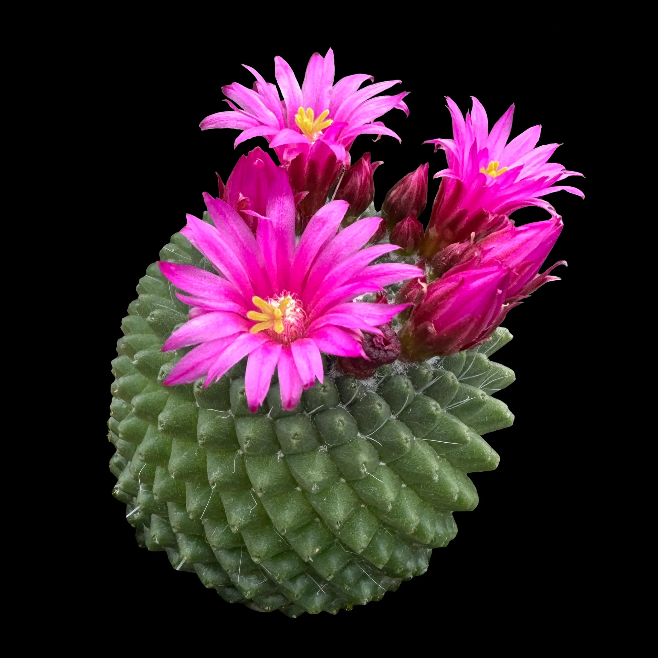 Mammillaria spinosissima 'Compacta' - One Off Specials