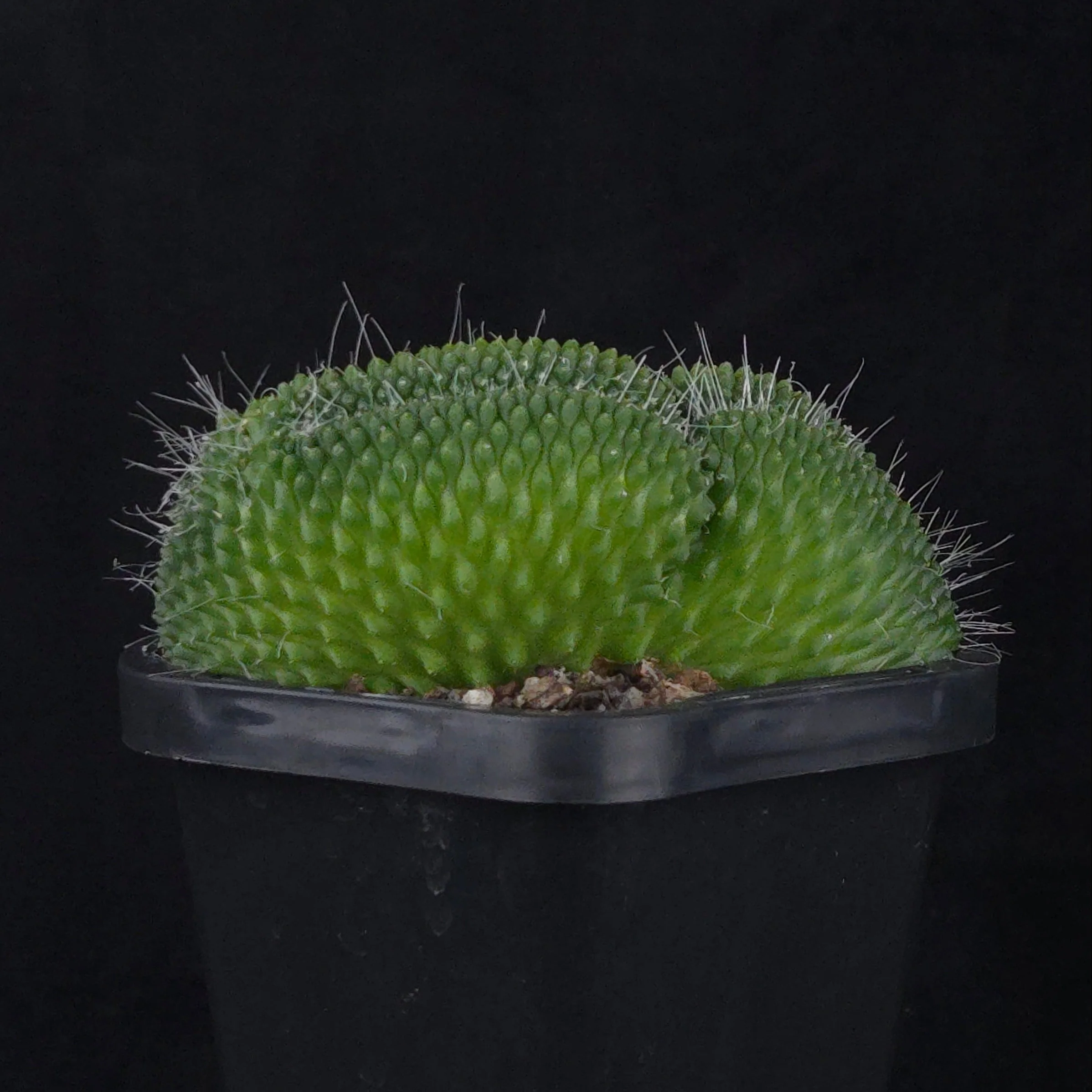 Mammillaria spinosissima ‘Pico Cristata’