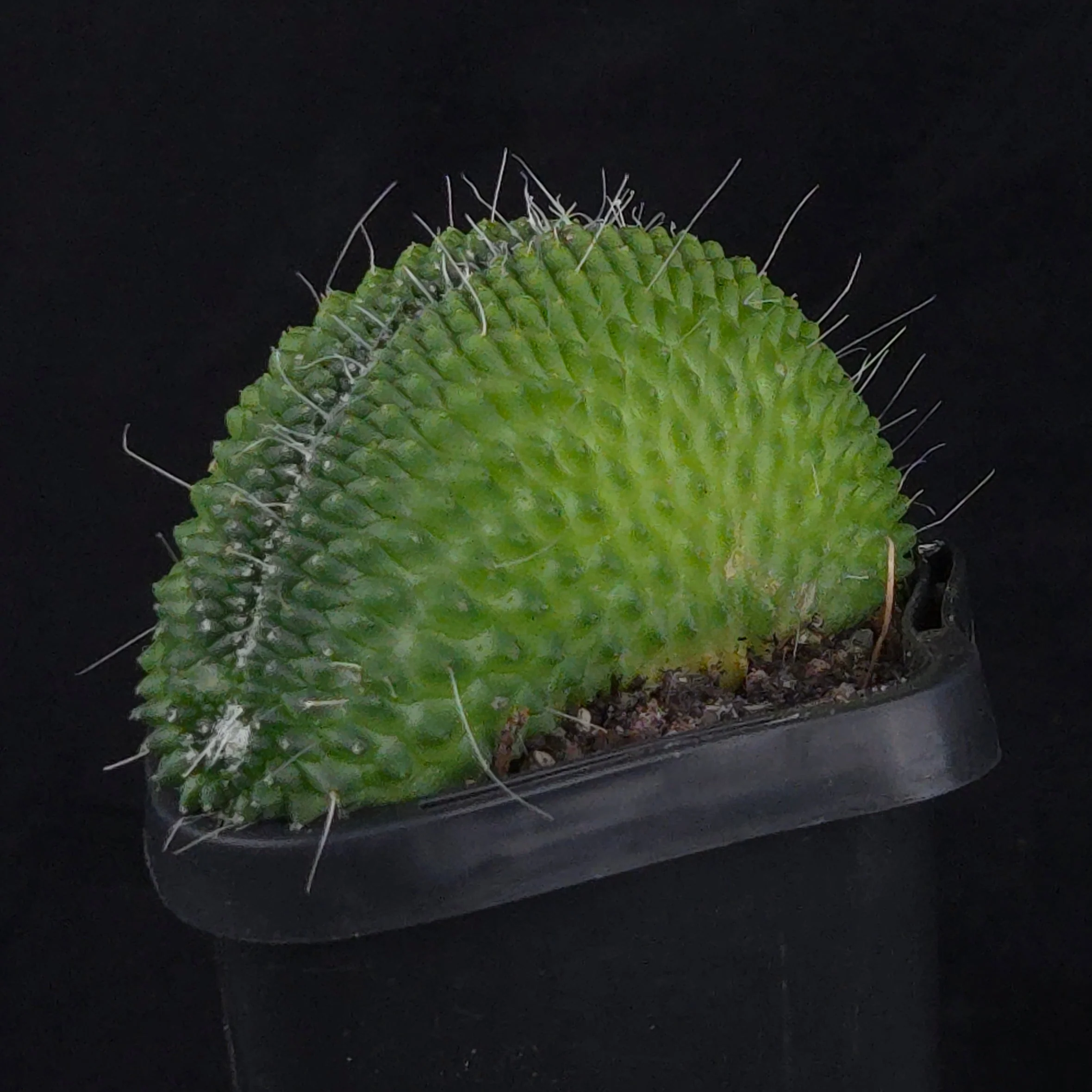Mammillaria spinosissima ‘Pico Cristata’ - Image 2