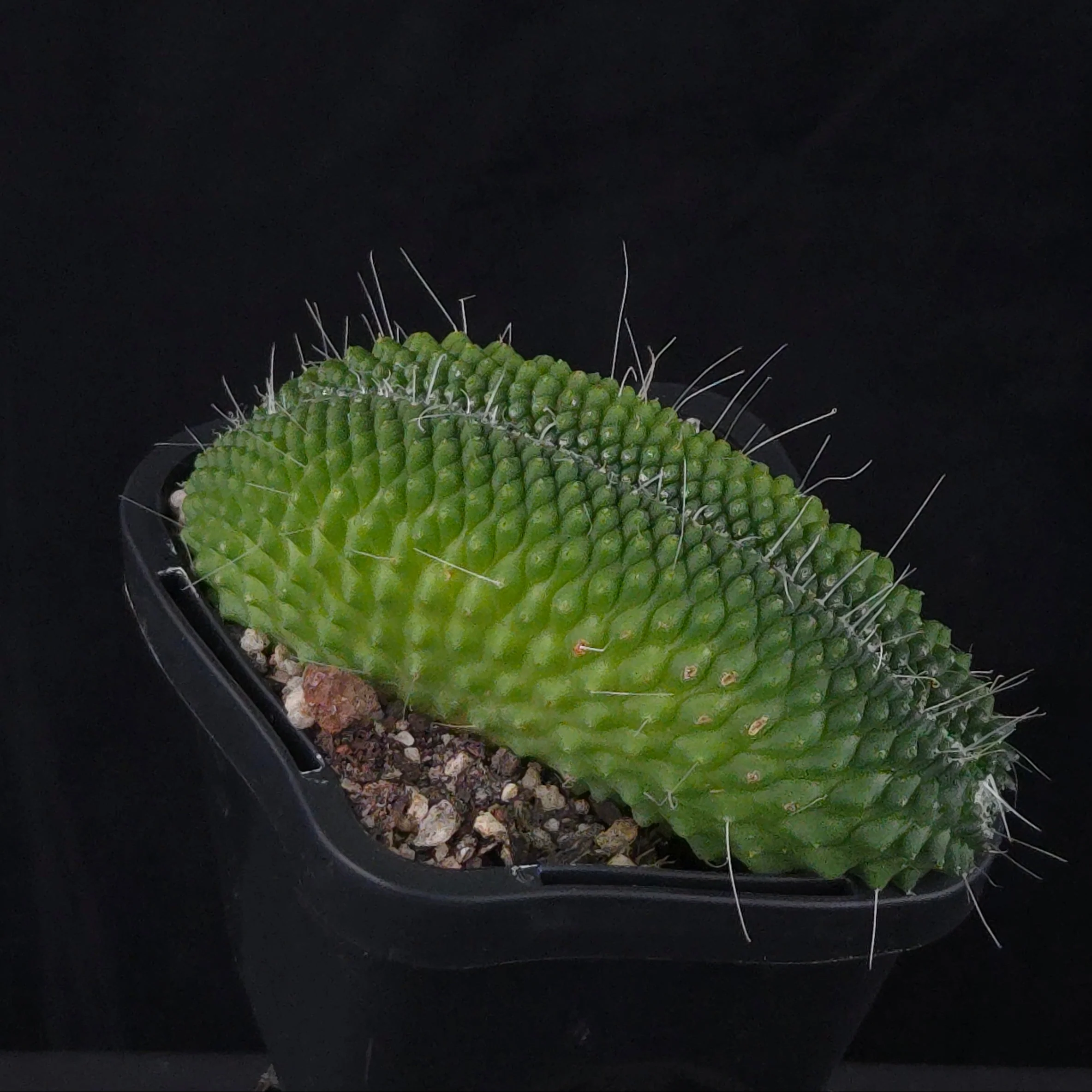 Mammillaria spinosissima ‘Pico Cristata’ - Image 3