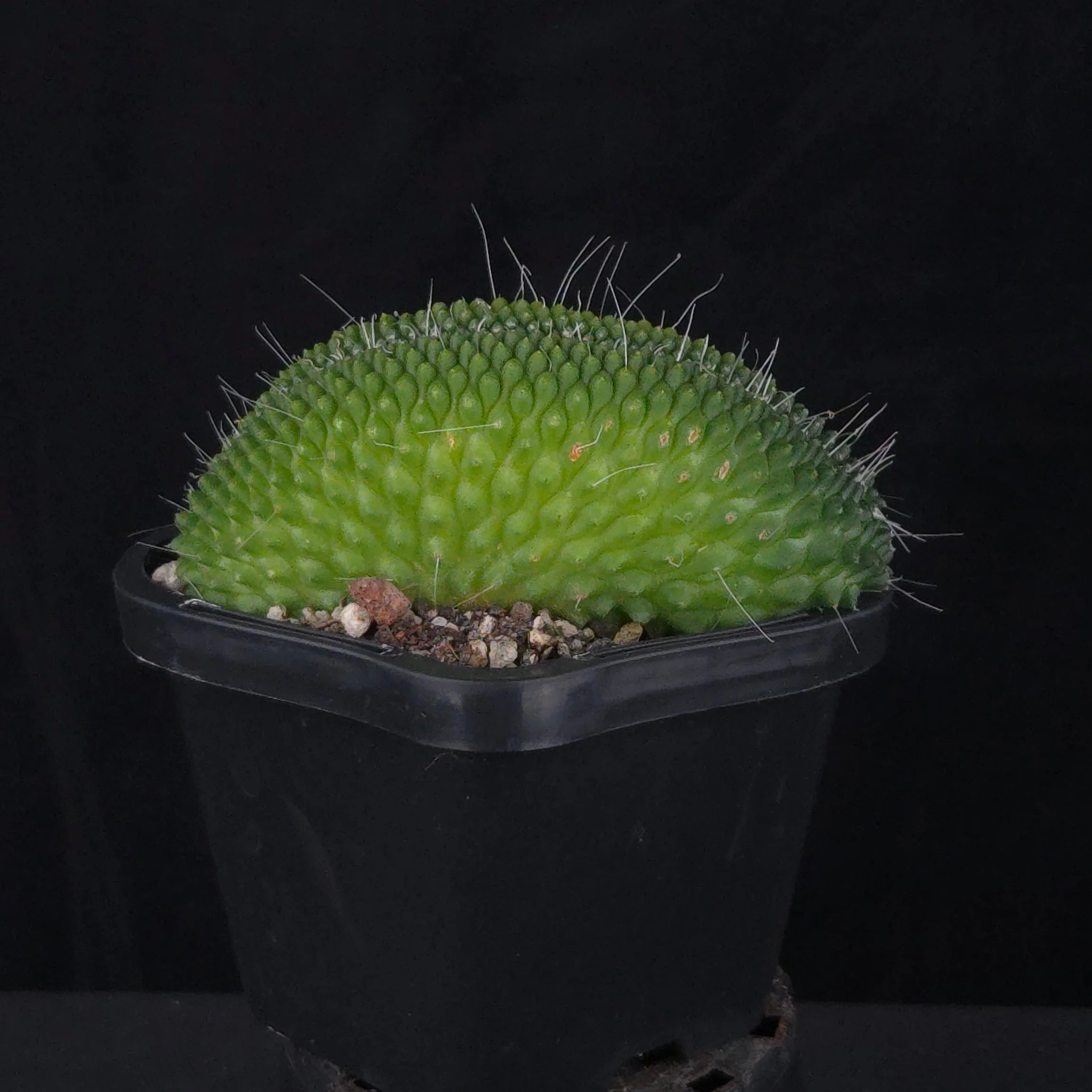Mammillaria spinosissima ‘Pico Cristata’ - Image 4