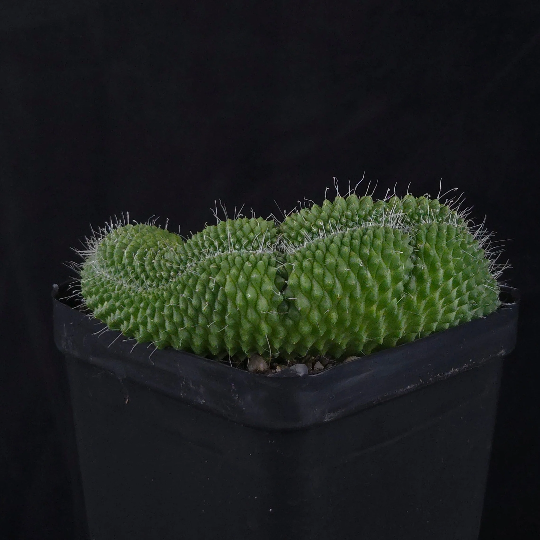 Mammillaria spinosissima ‘Pico Cristata’ - Image 5