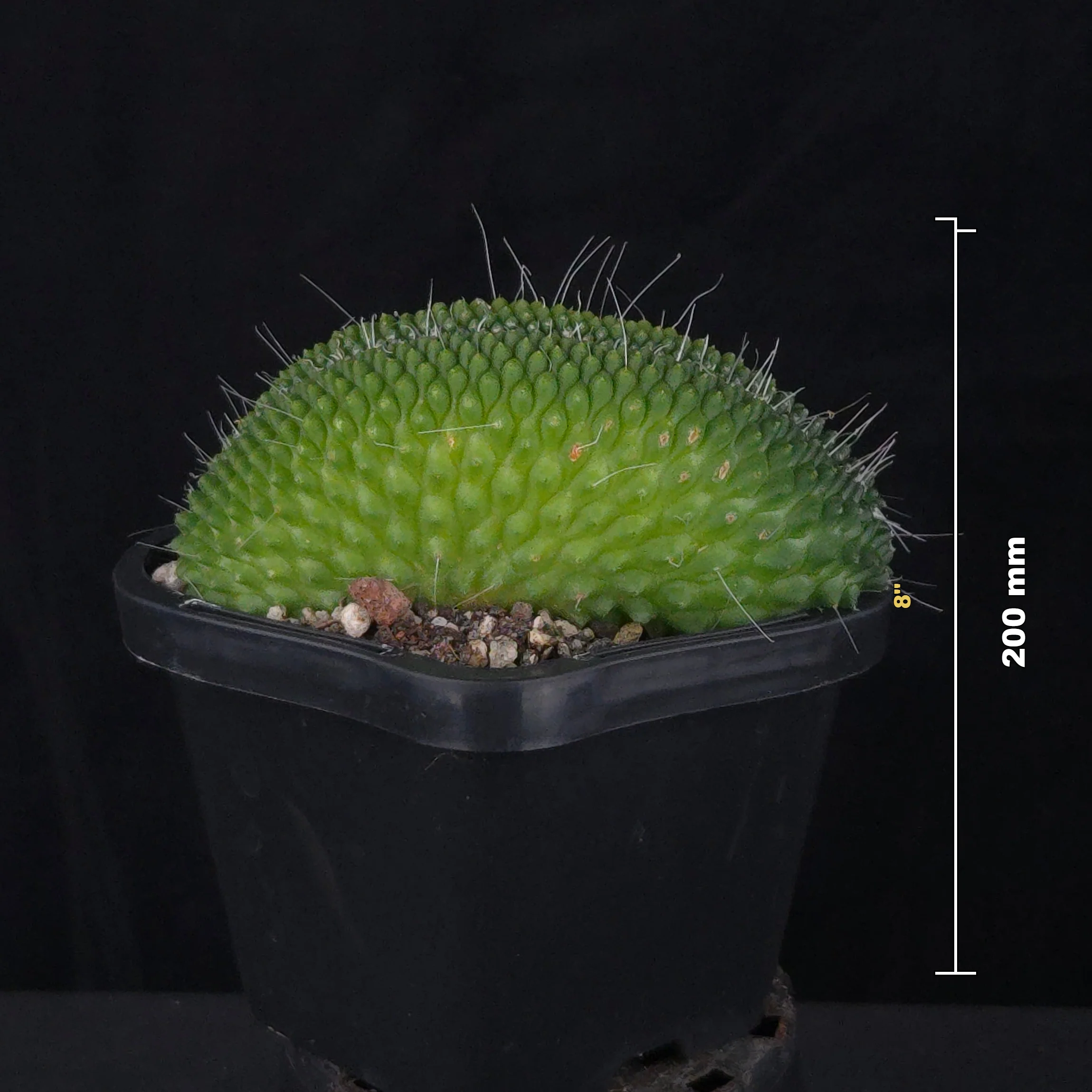 Mammillaria spinosissima ‘Pico Cristata’ - Image 6