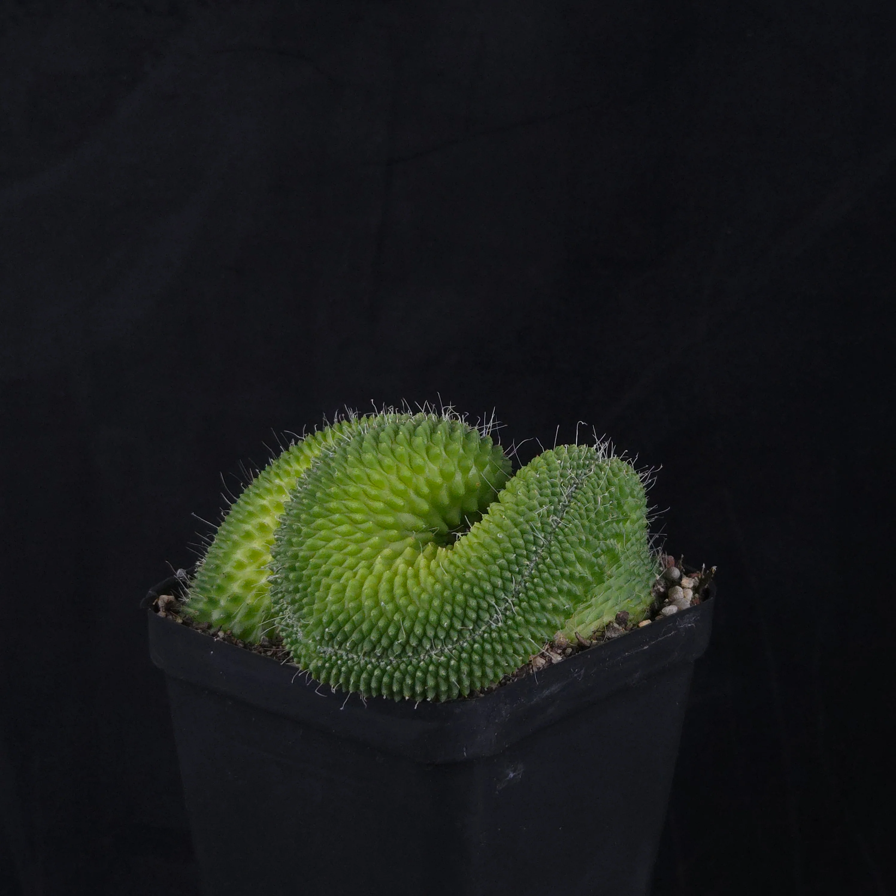 Mammillaria spinosissima ‘Pico Cristata’ - Image 7