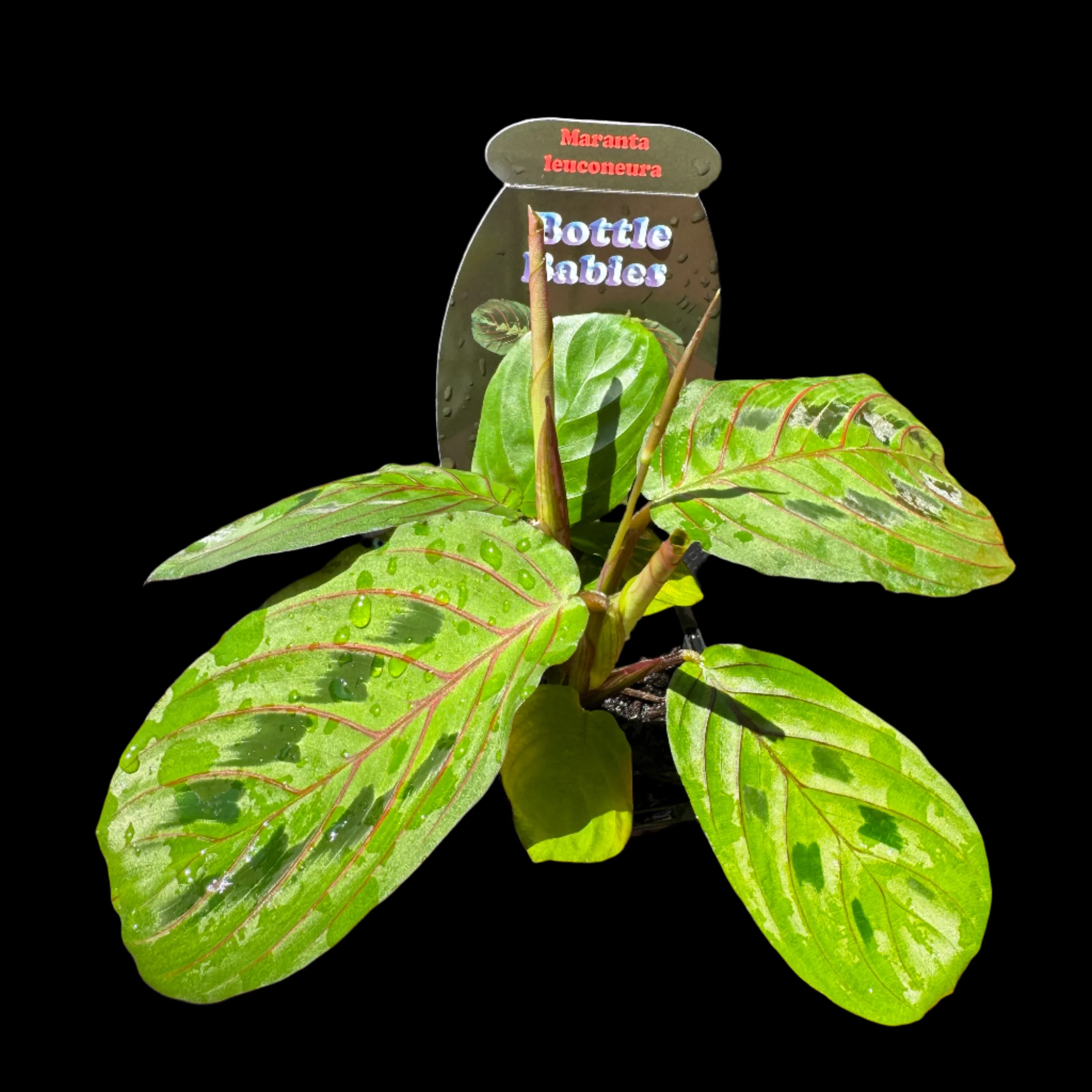 Maranta leuconeura var. Erythroneura 'Red Veined Prayer Plant'
