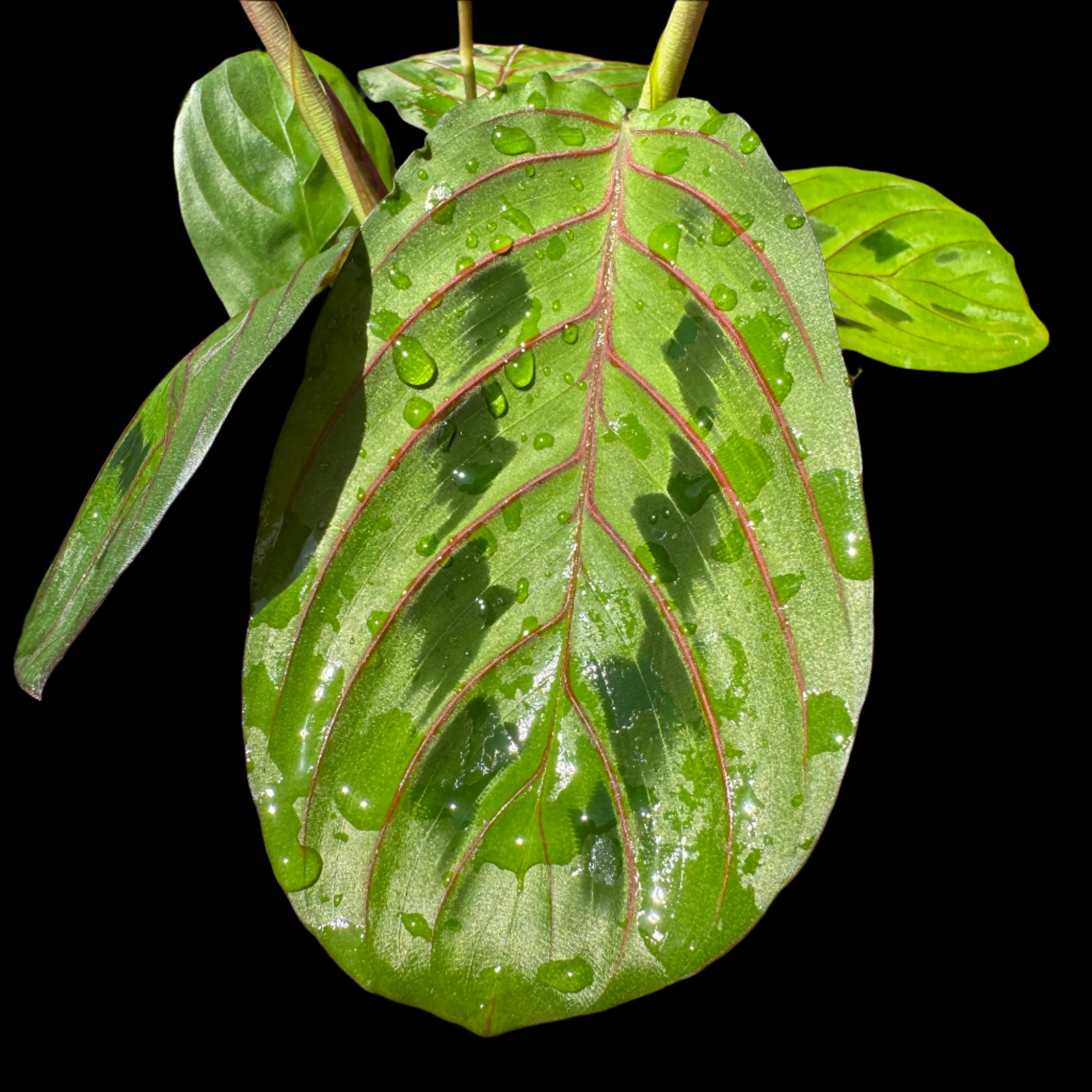 Maranta leuconeura var. Erythroneura 'Red Veined Prayer Plant' - Image 2