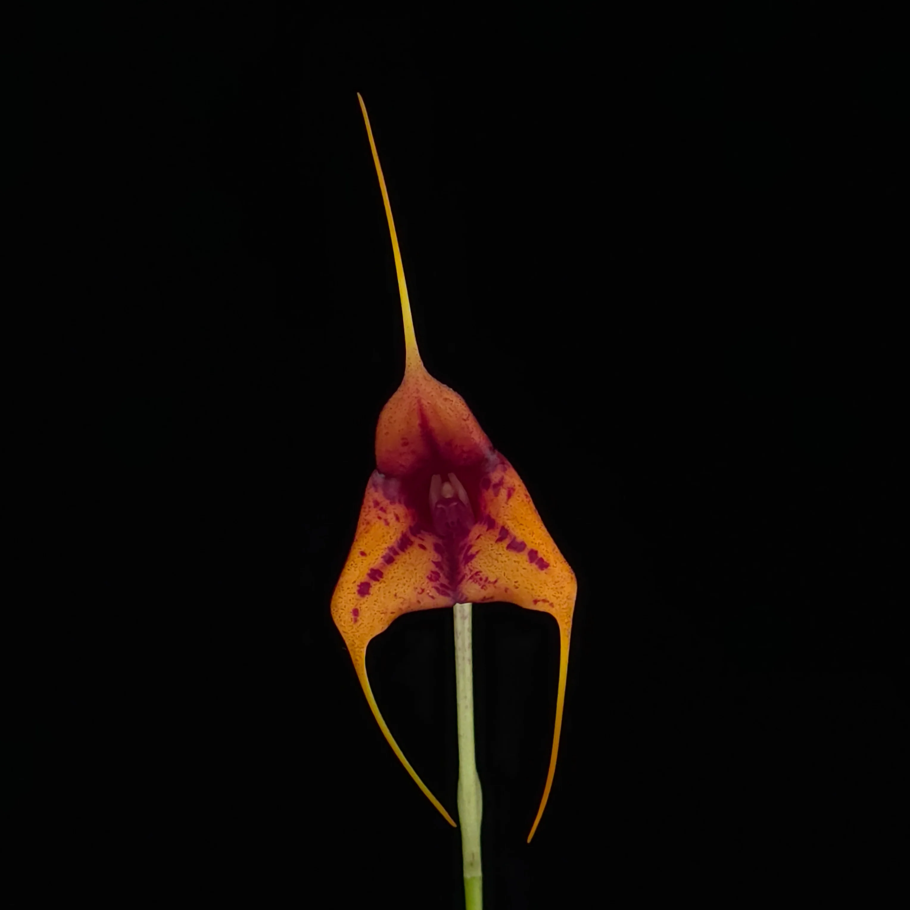 Masdevallia Winterblush Station - Image 2