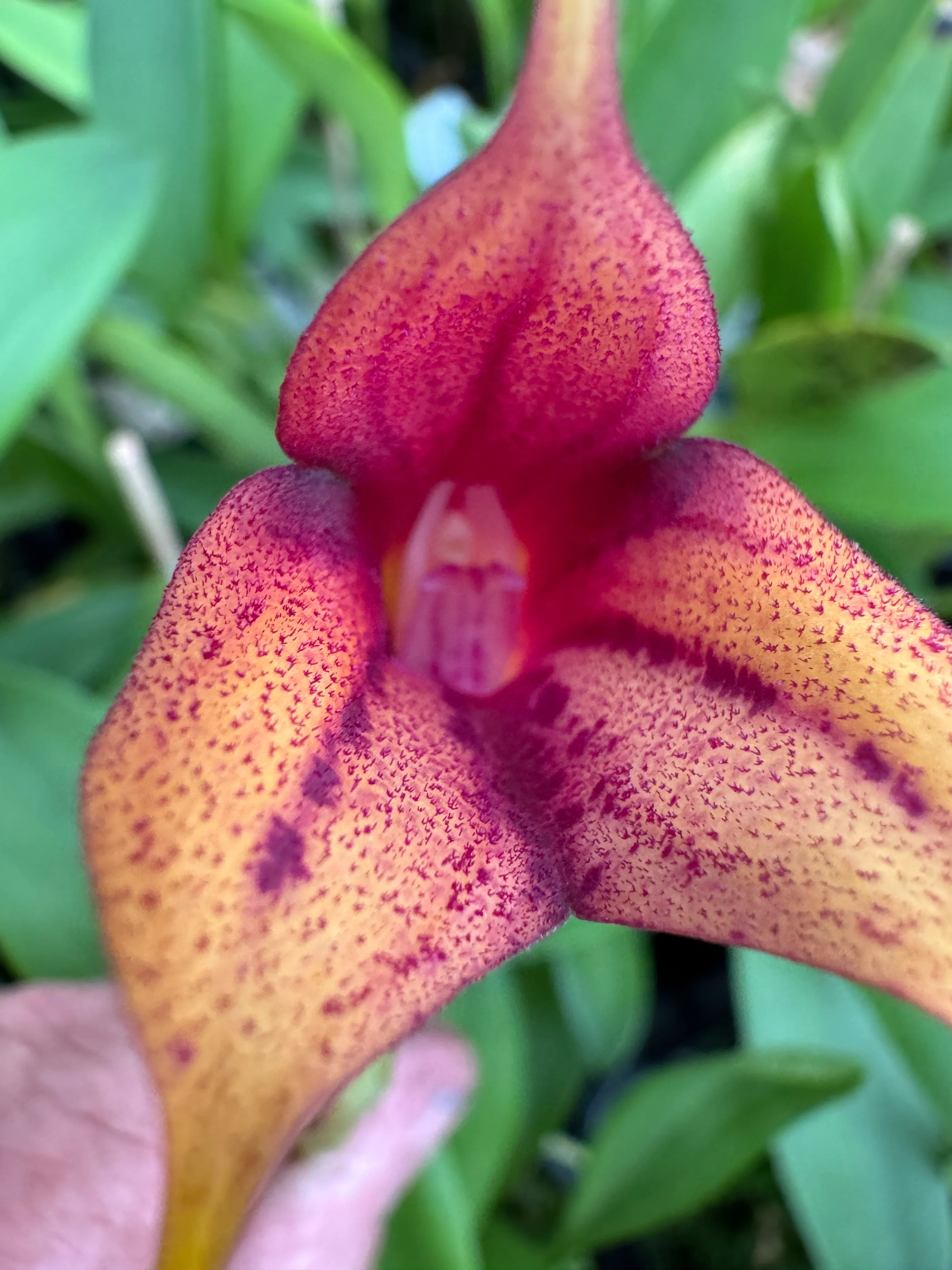 Masdevallia Winterblush Station - Image 3