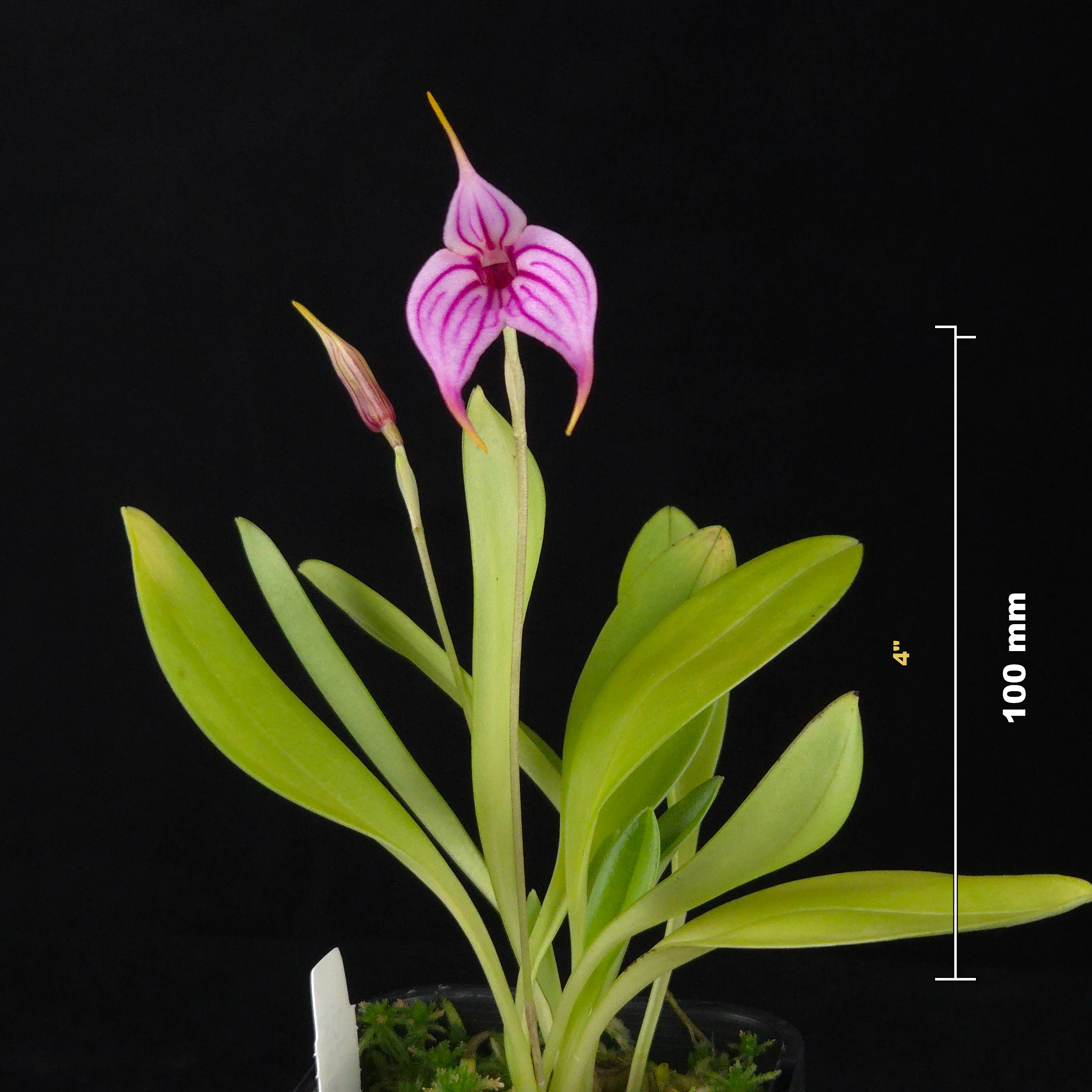 Masdevallia Charisma 'Phil' - Image 2