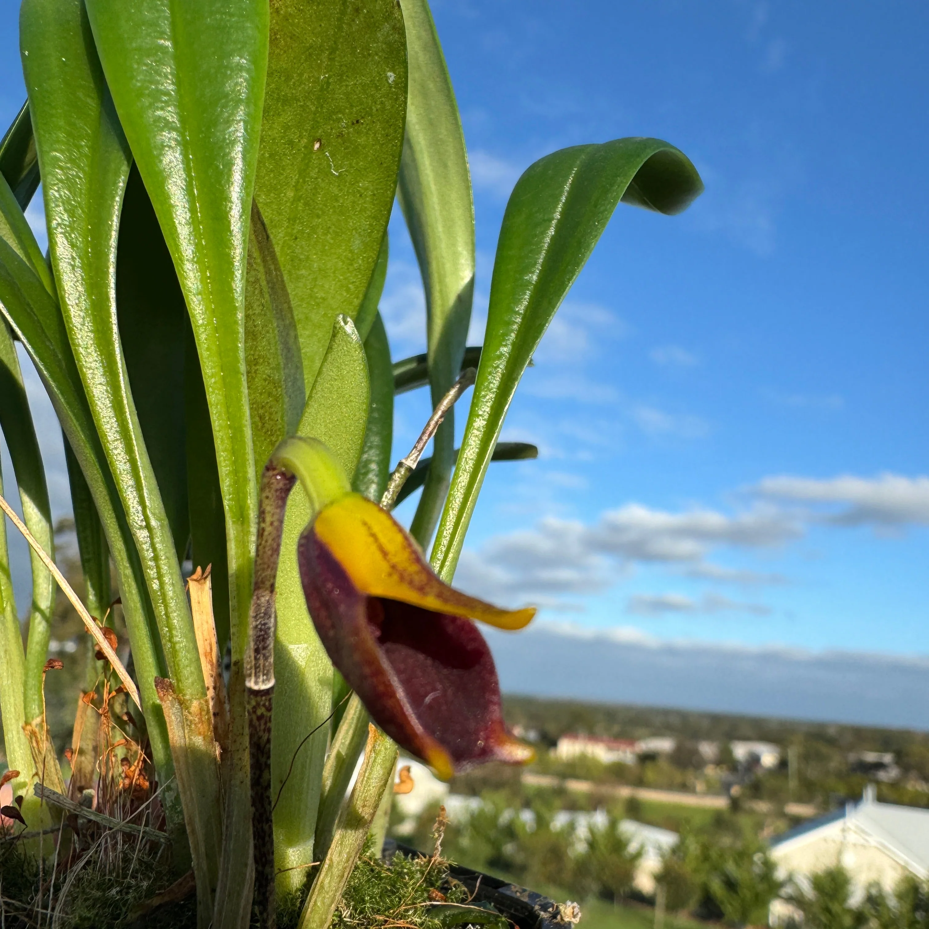 Masdevallia pyxis - Image 2