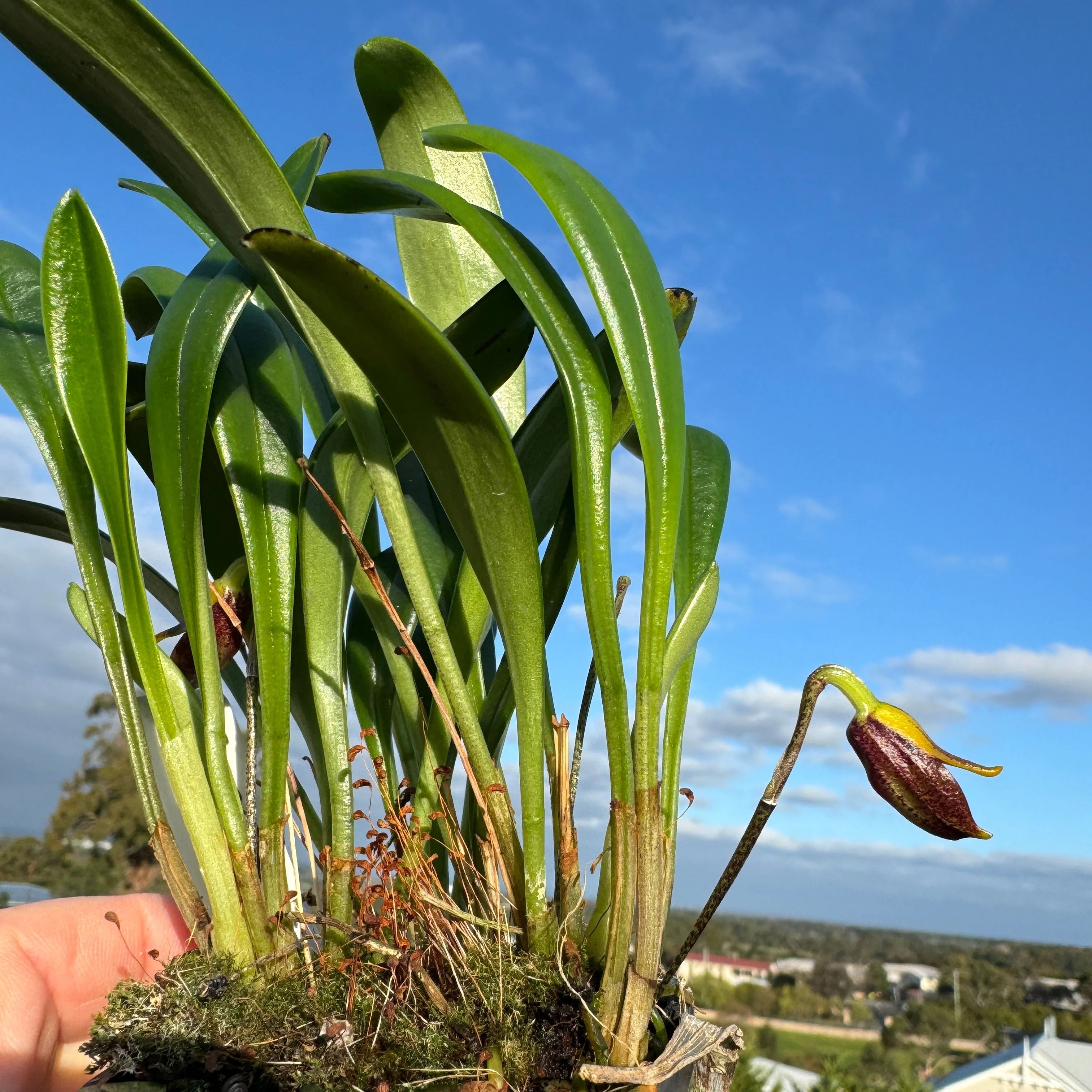 Masdevallia pyxis - Image 3