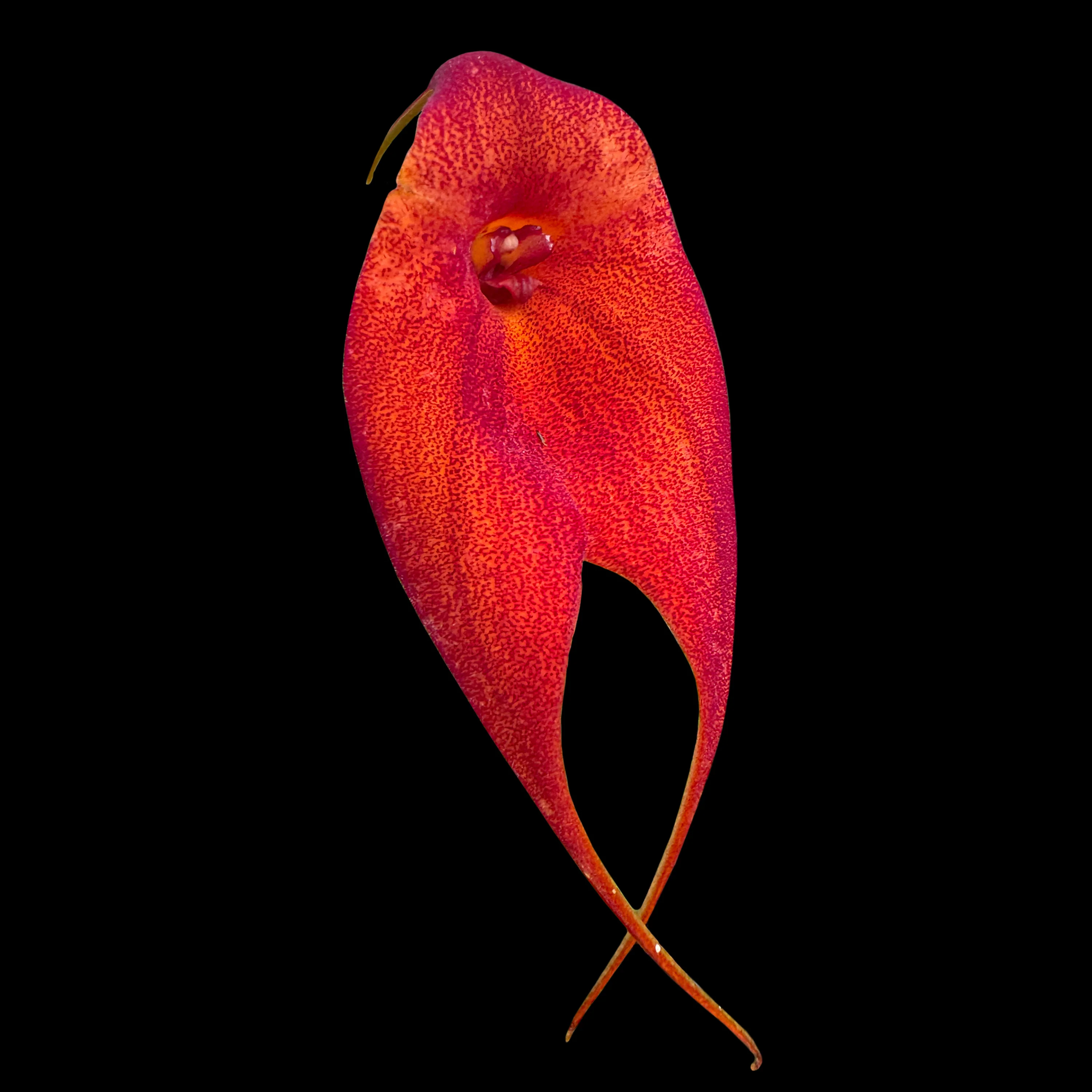 Masdevallia 'Red Baron'