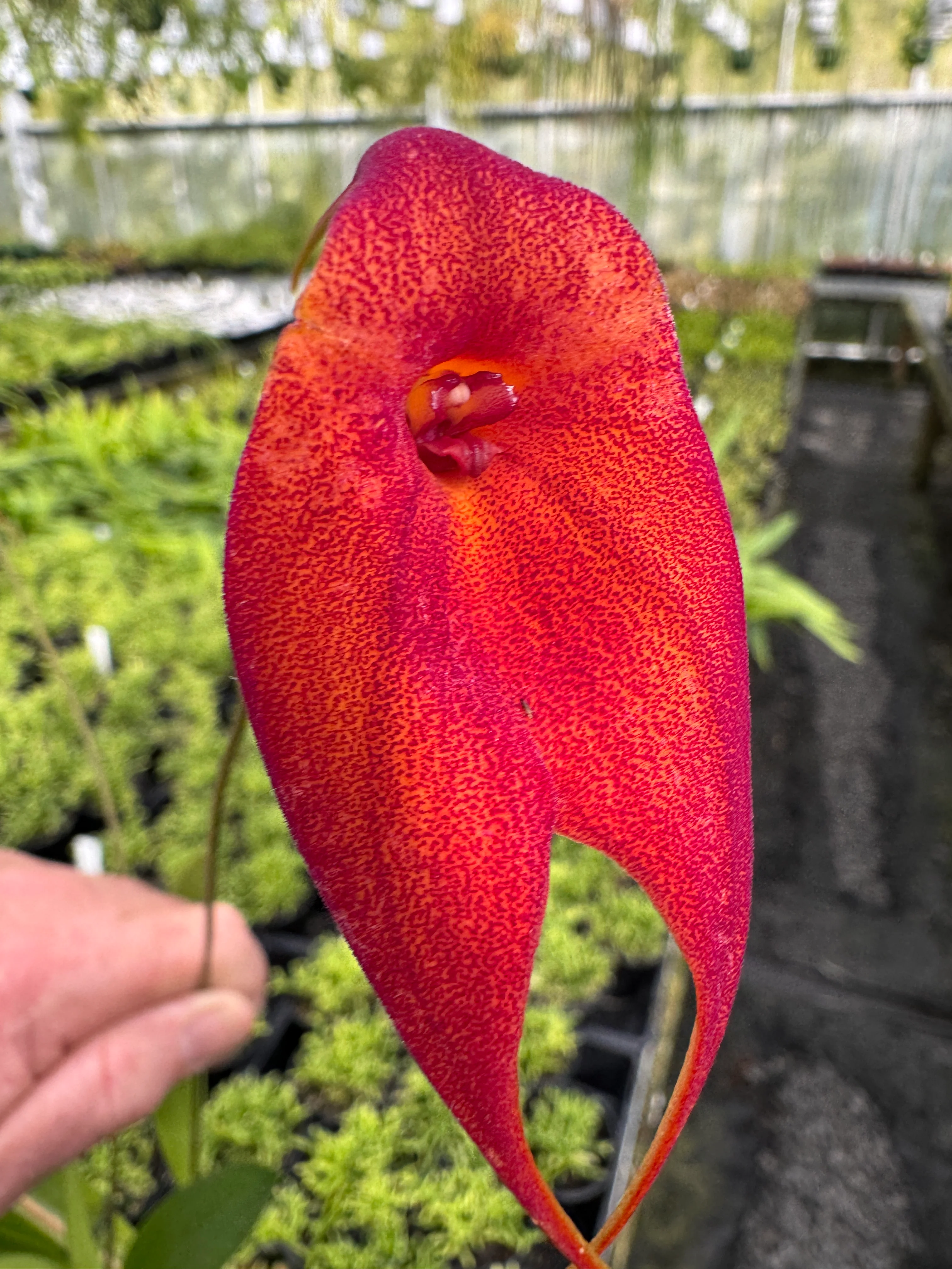 Masdevallia 'Red Baron' - Image 3