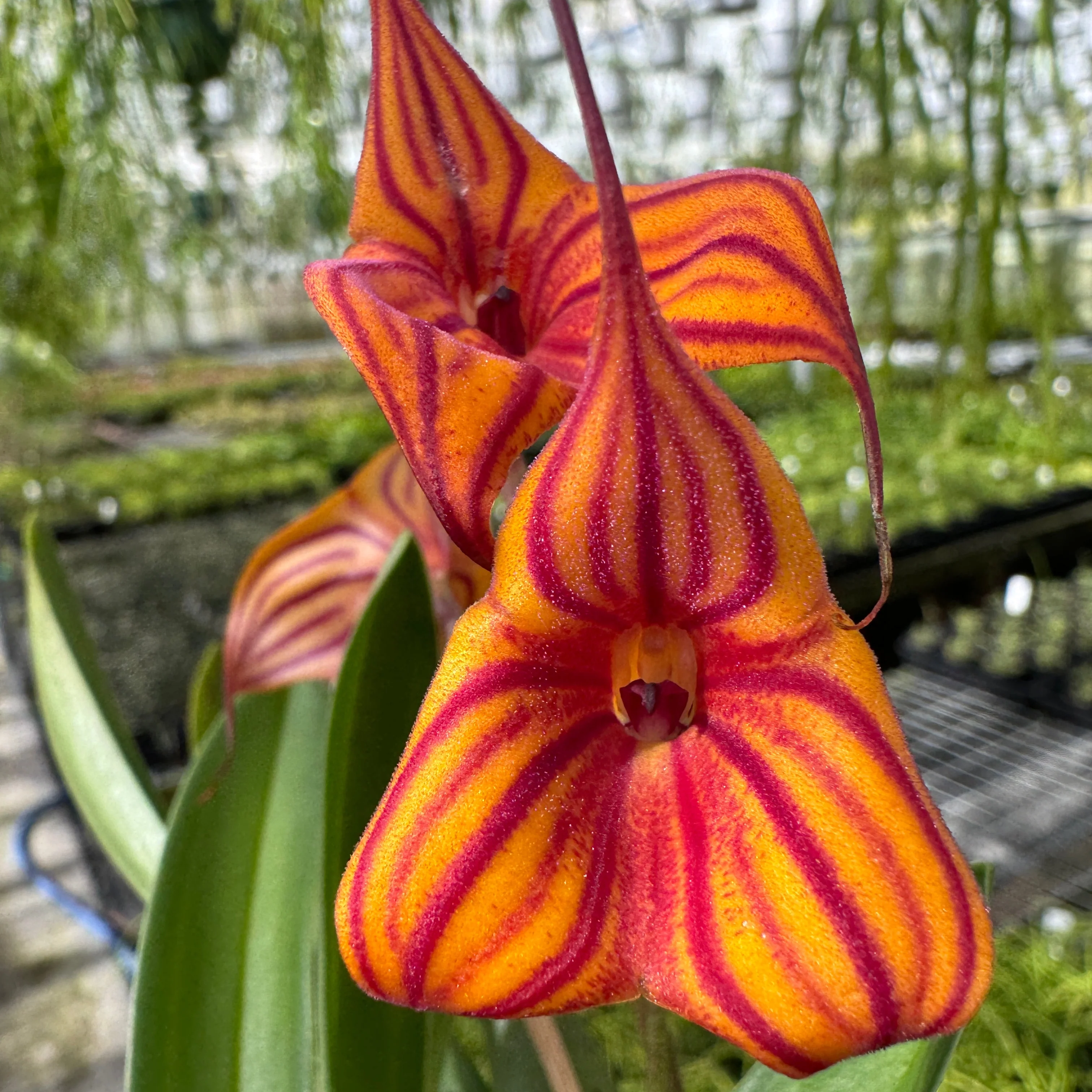 Masdevallia Veitchs Candy Cane - Image 3