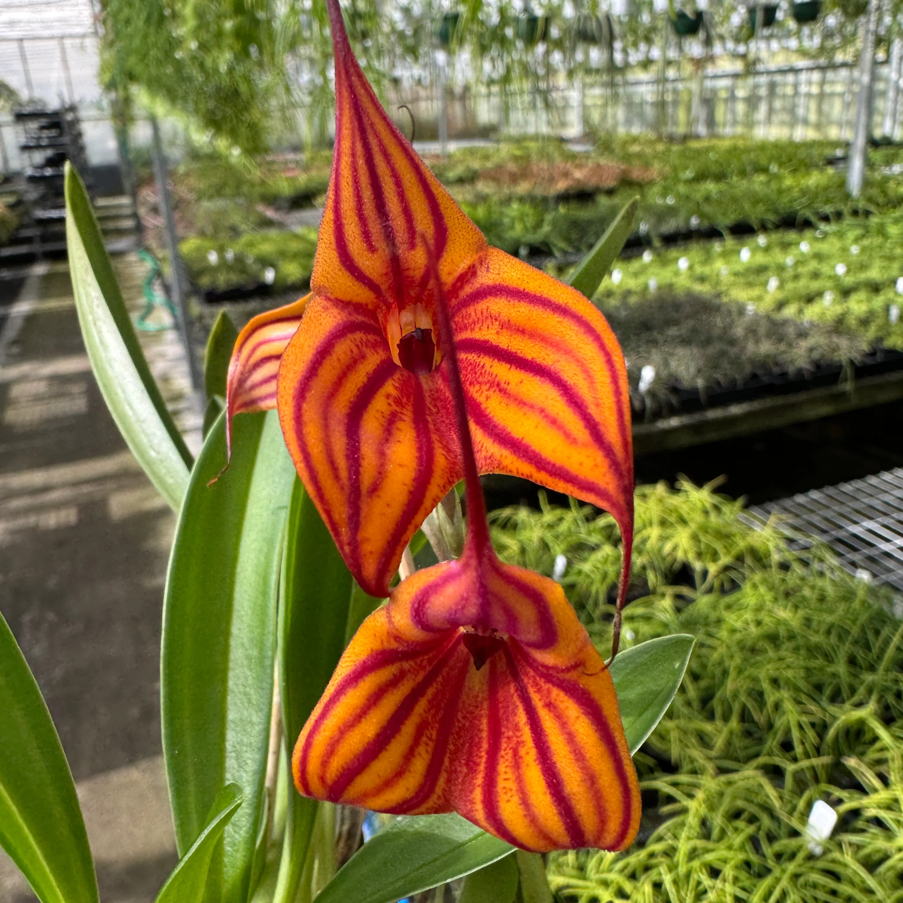 Masdevallia Veitchs Candy Cane - Image 4