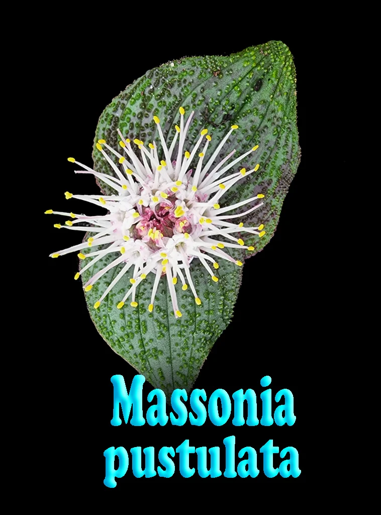 Massonia pustulata - Image 2