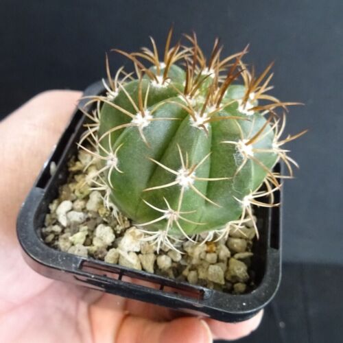 Melocactus matanzanus 'Dwarf Turks' - Image 3