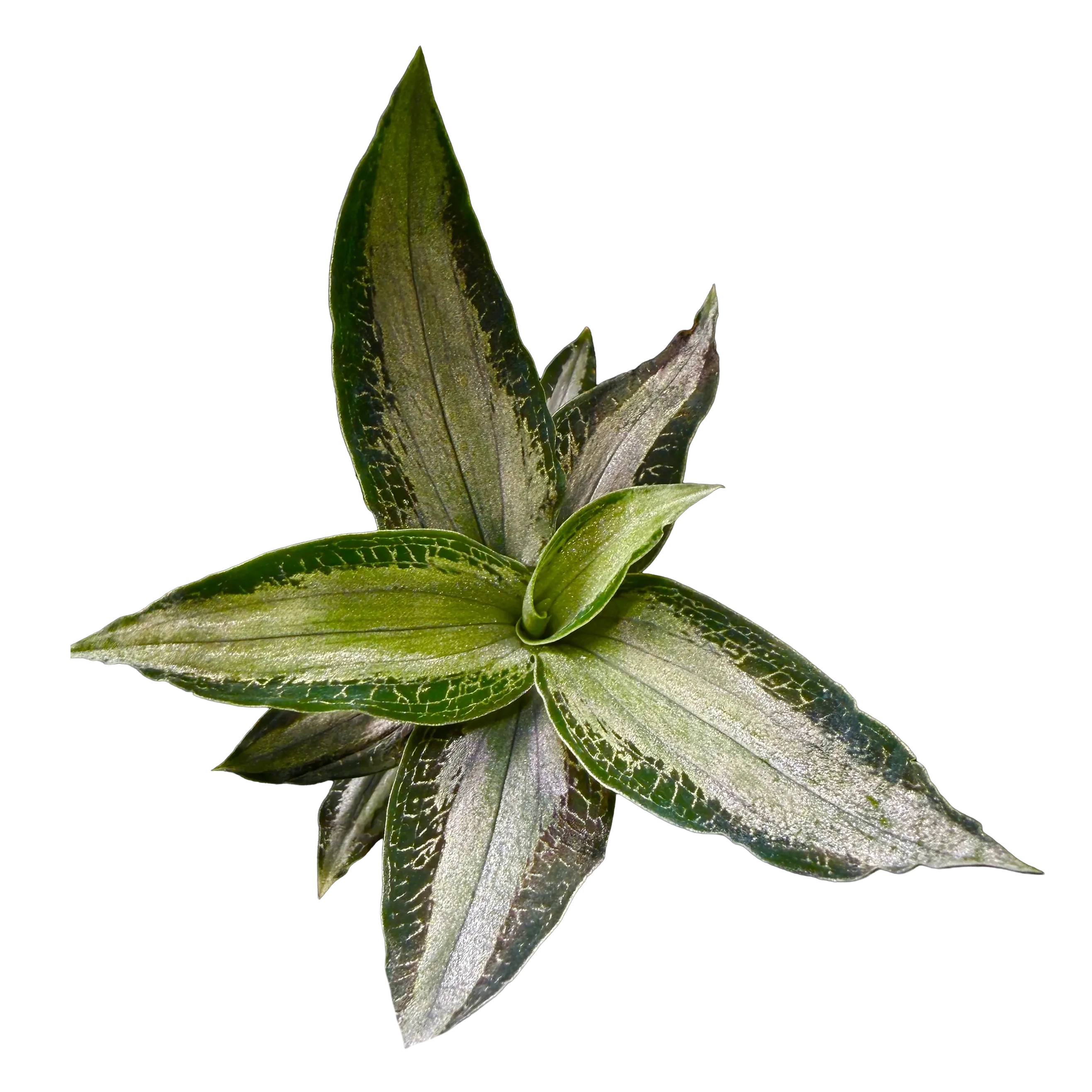 Microchilus argenteus (syn. Aspidogyne argentea) (WA Prohibited)