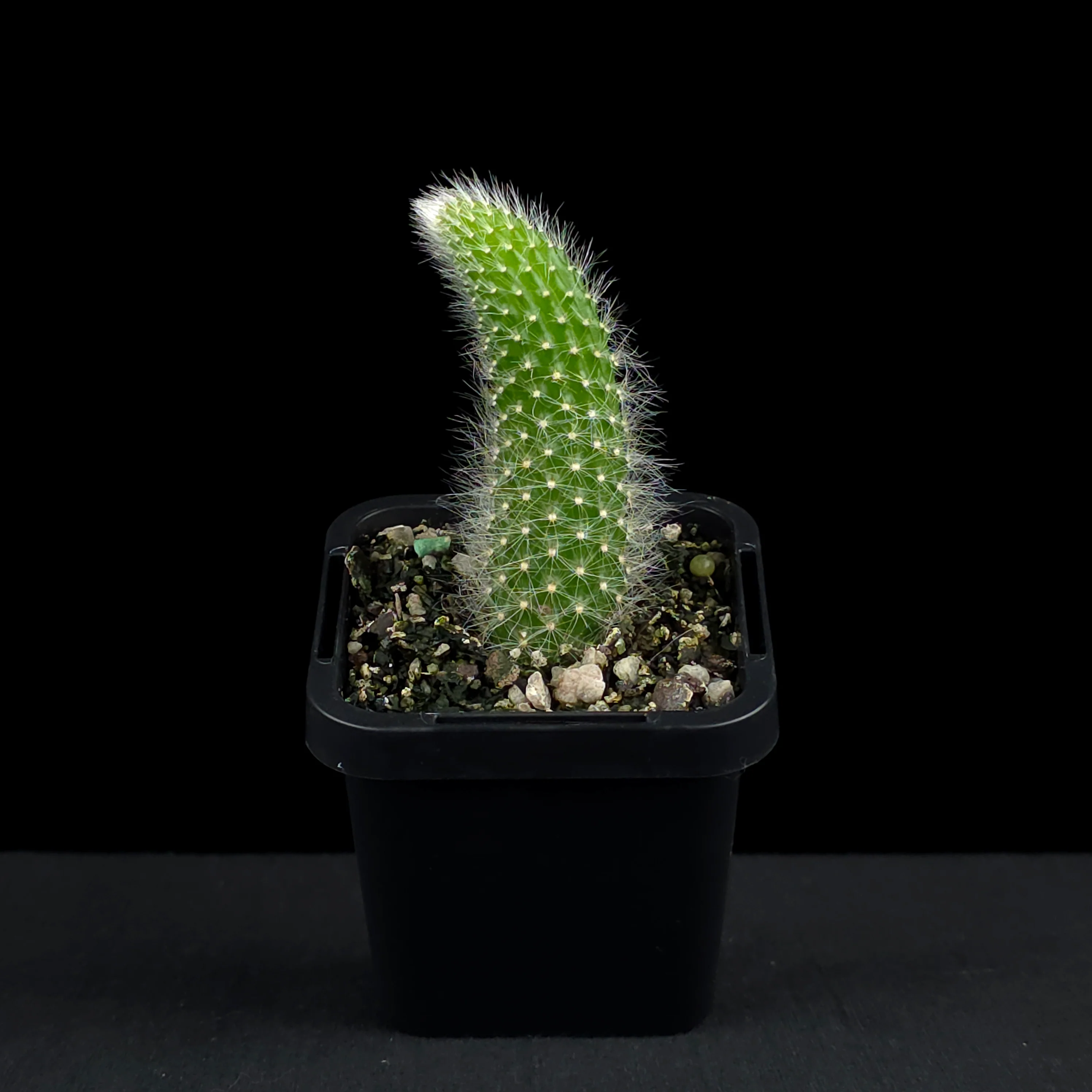 Cleistocactus winteri subsp. colademononis - Monkey's Tail Cactus - Image 3
